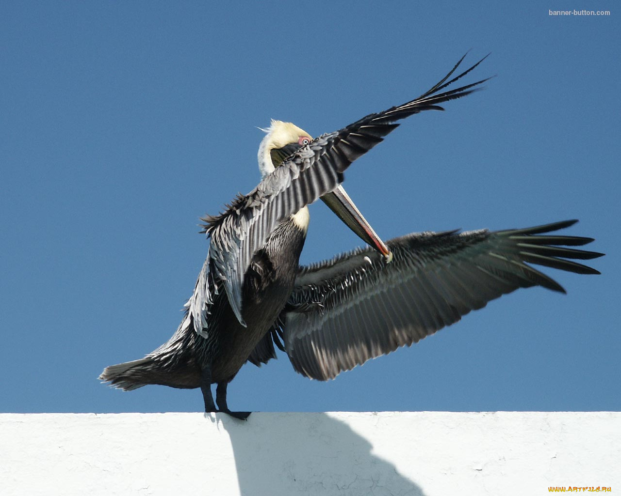 животные, пеликаны