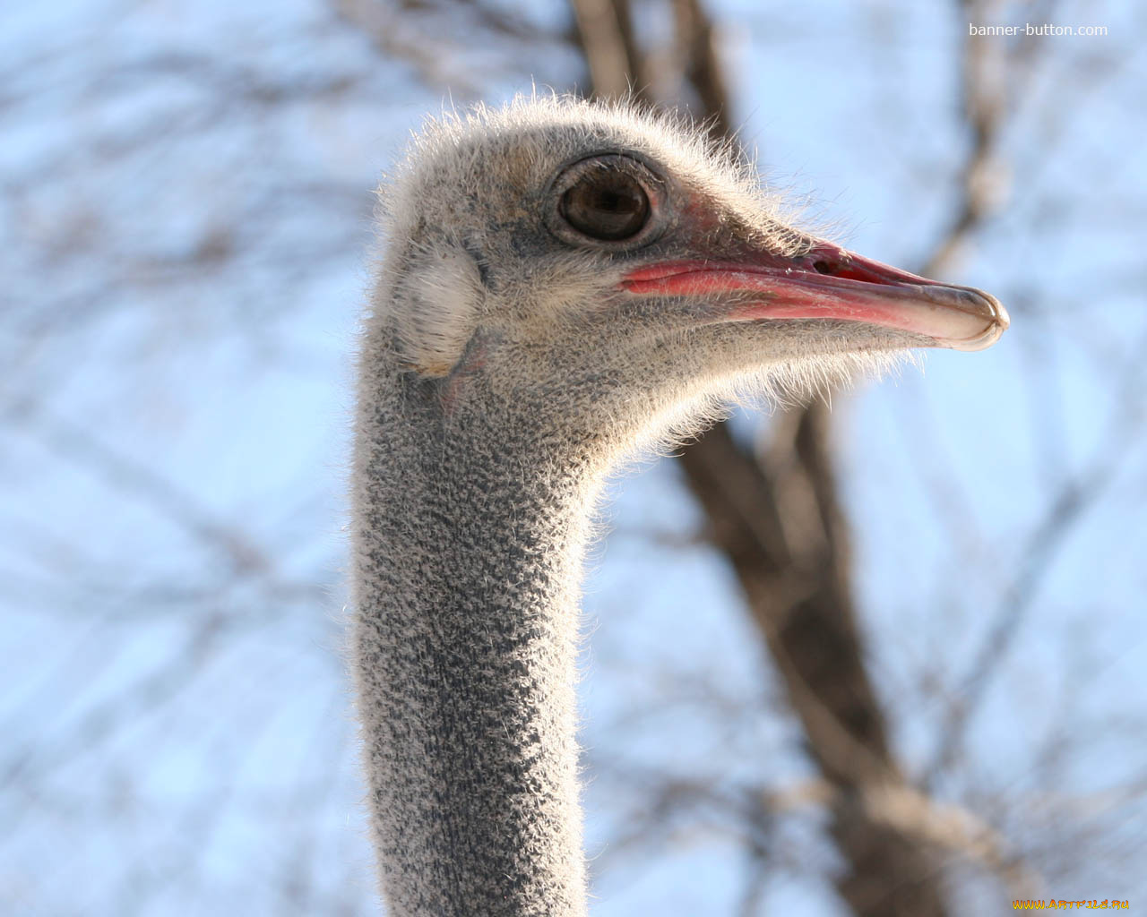 животные, страусы