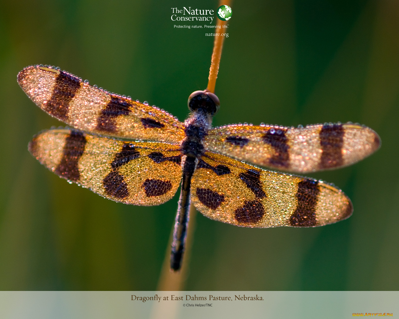 животные, стрекозы