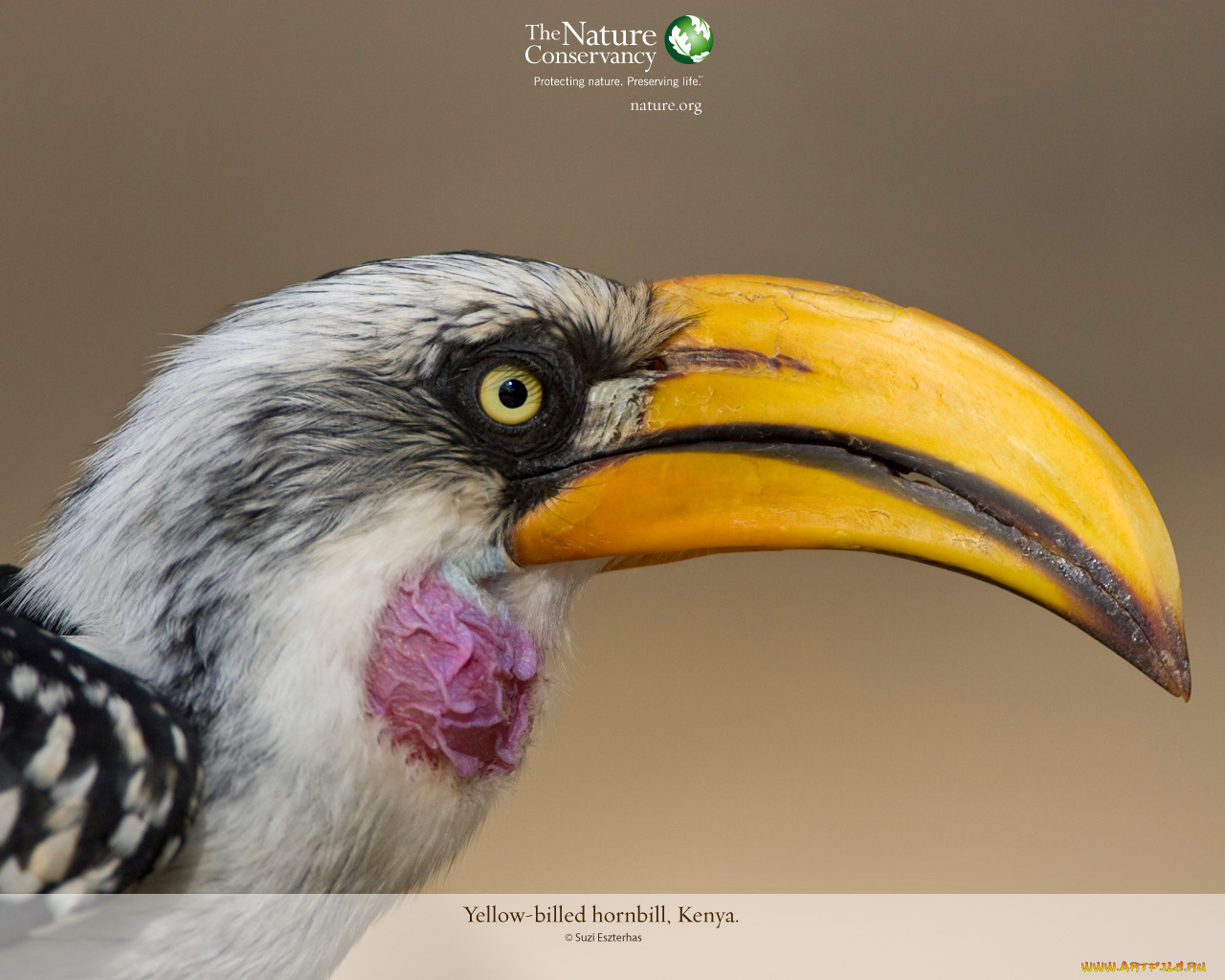 животные, туканы