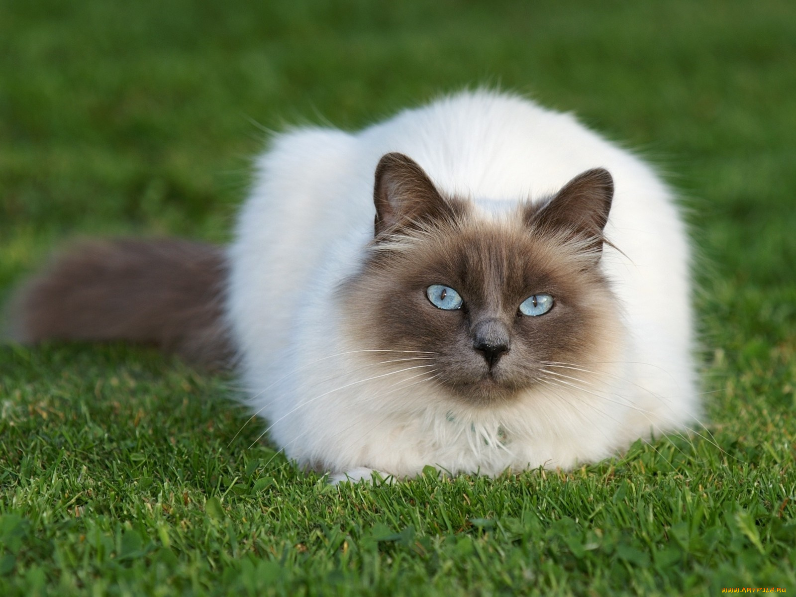 животные, коты