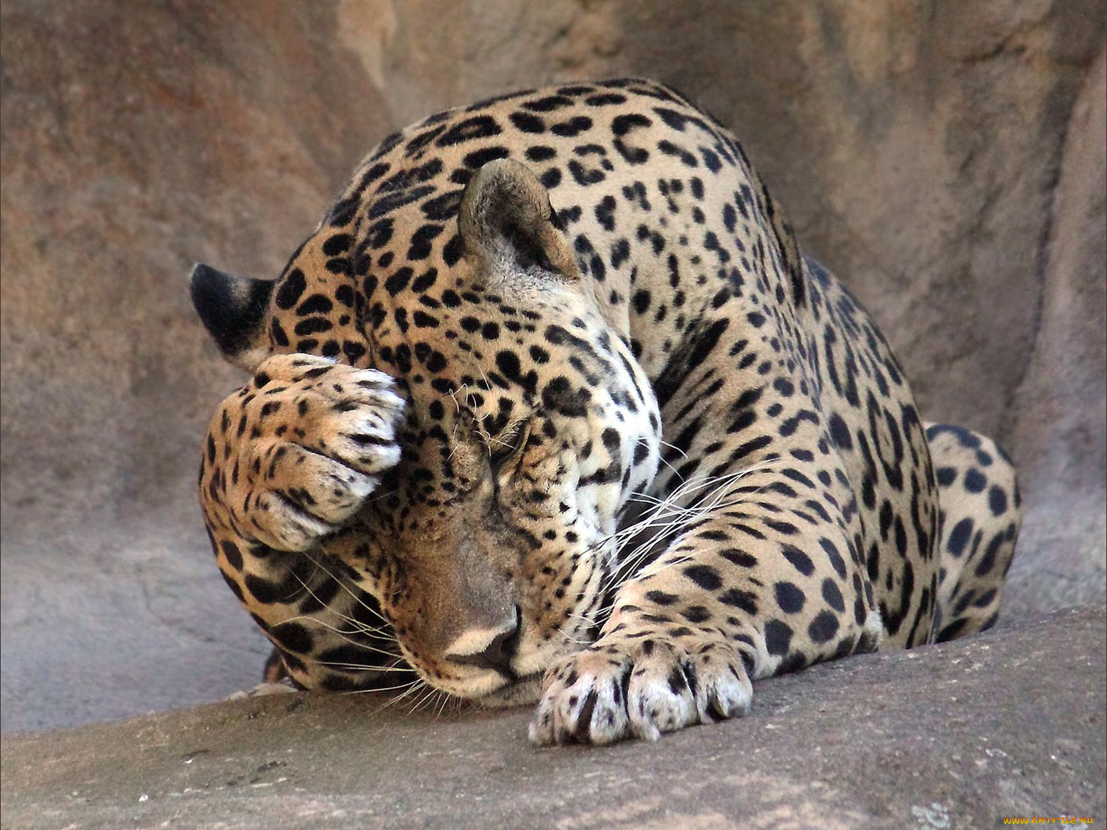 животные, Ягуары