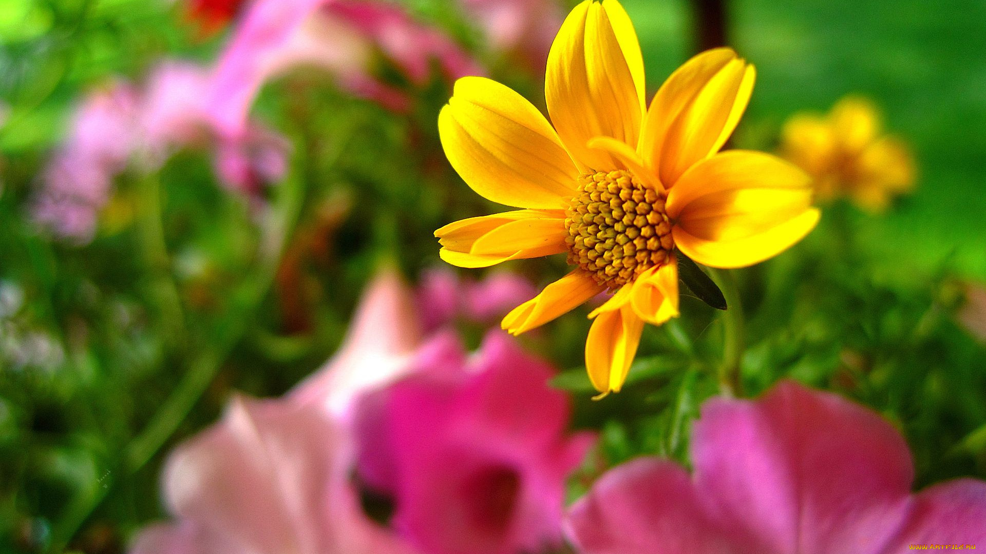 цветы, георгины