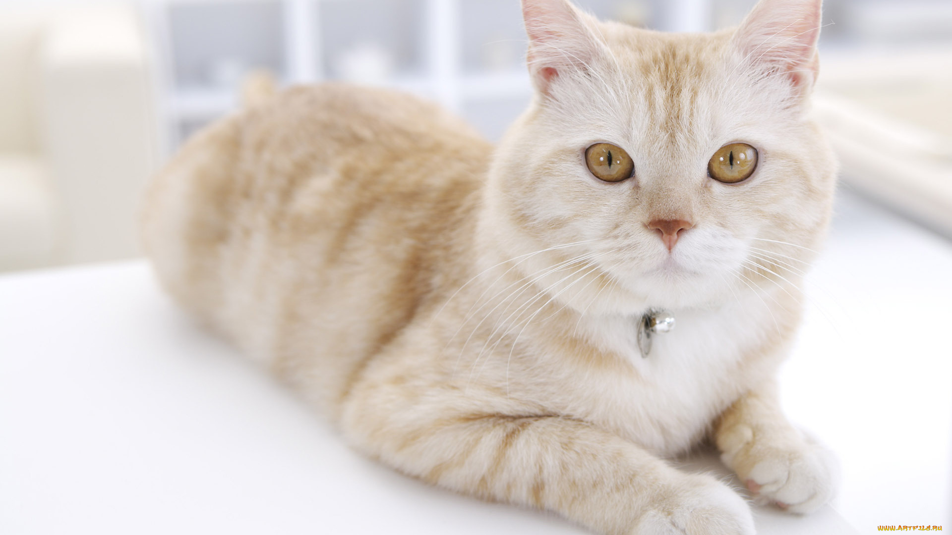 животные, коты