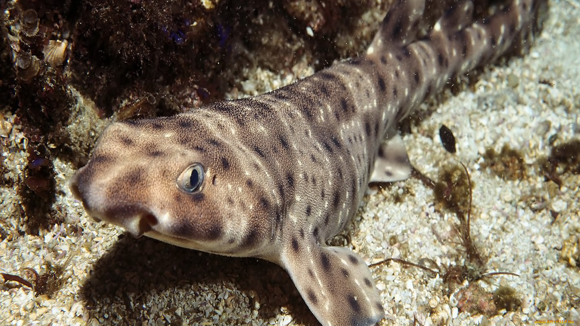 животные, рыбы