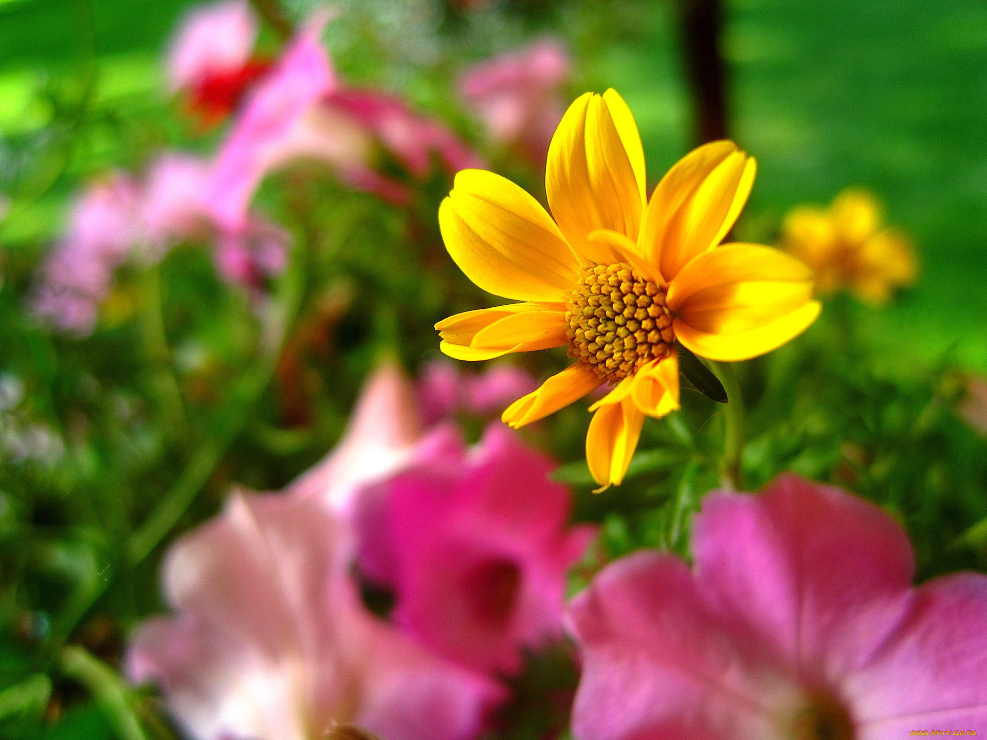 цветы, георгины