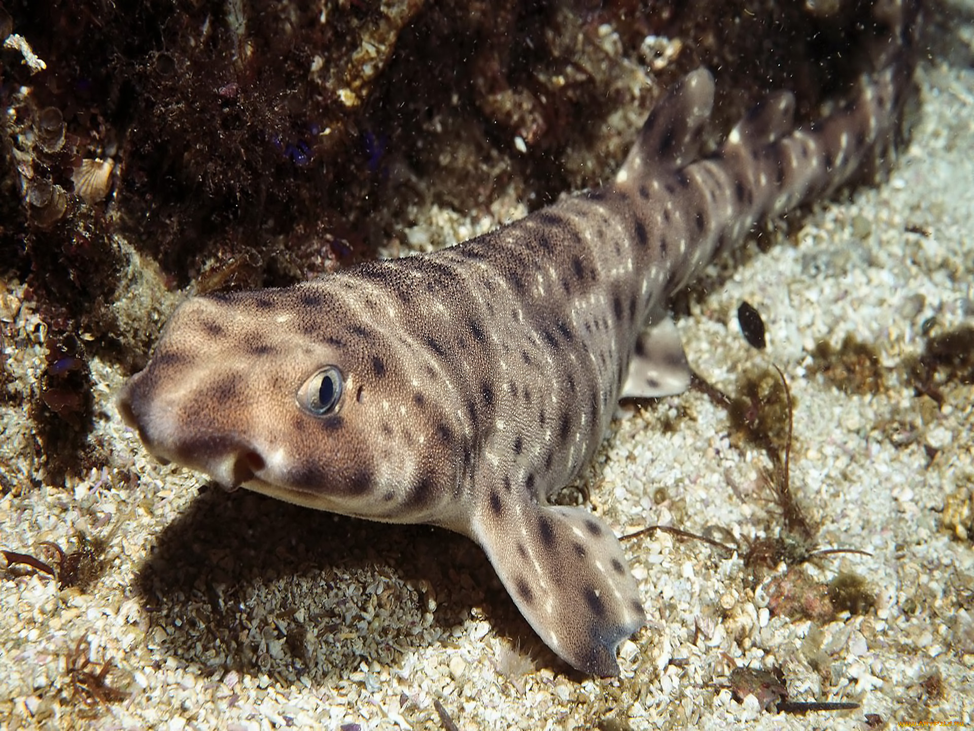 животные, рыбы