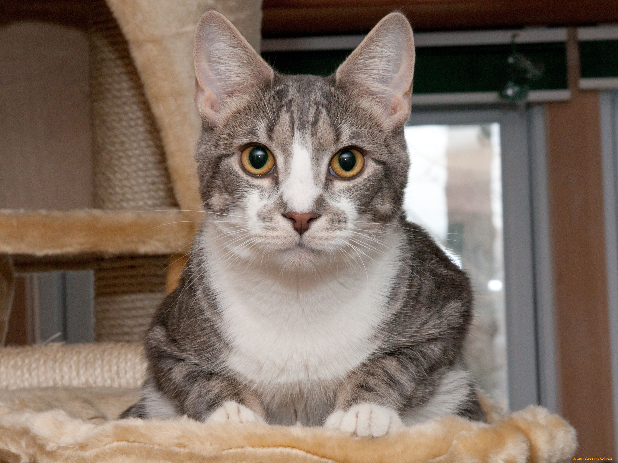 животные, коты