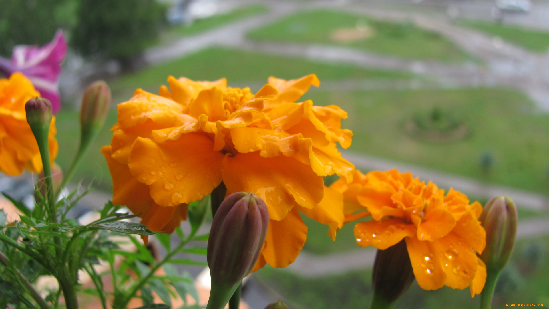 бархатцы, цветы, оранжевые, капли, на, лепестках