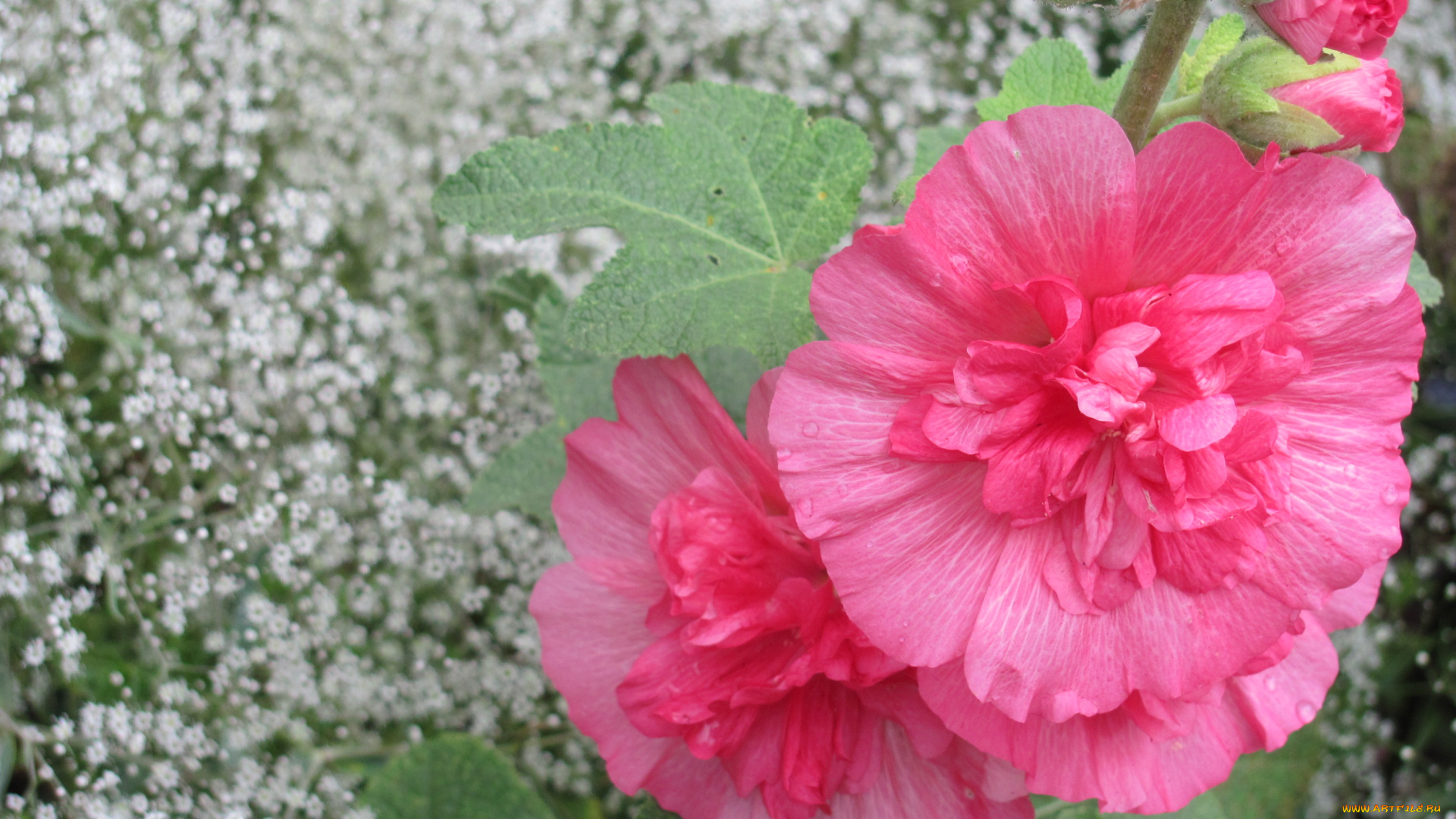 цветы, мальвы, розовые, махровые