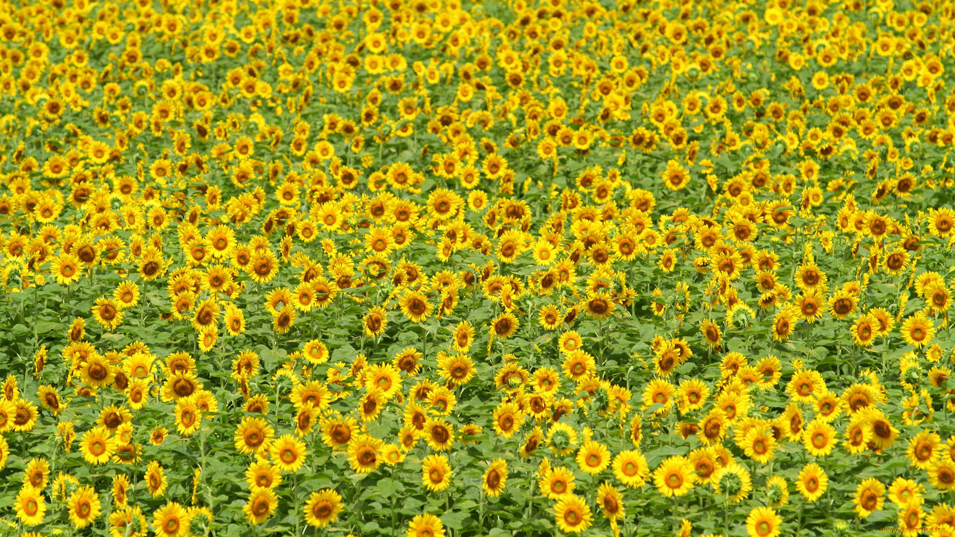 цветы, подсолнухи