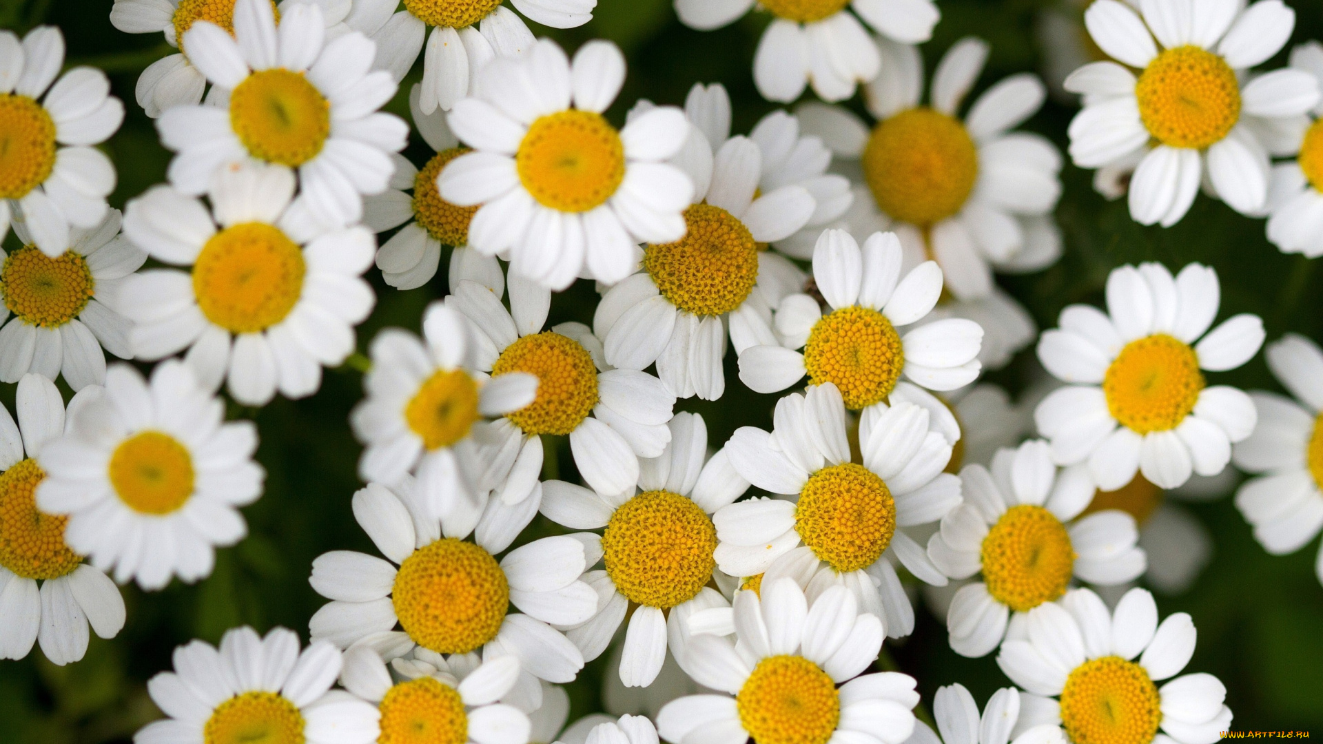 цветы, ромашки, белый, много