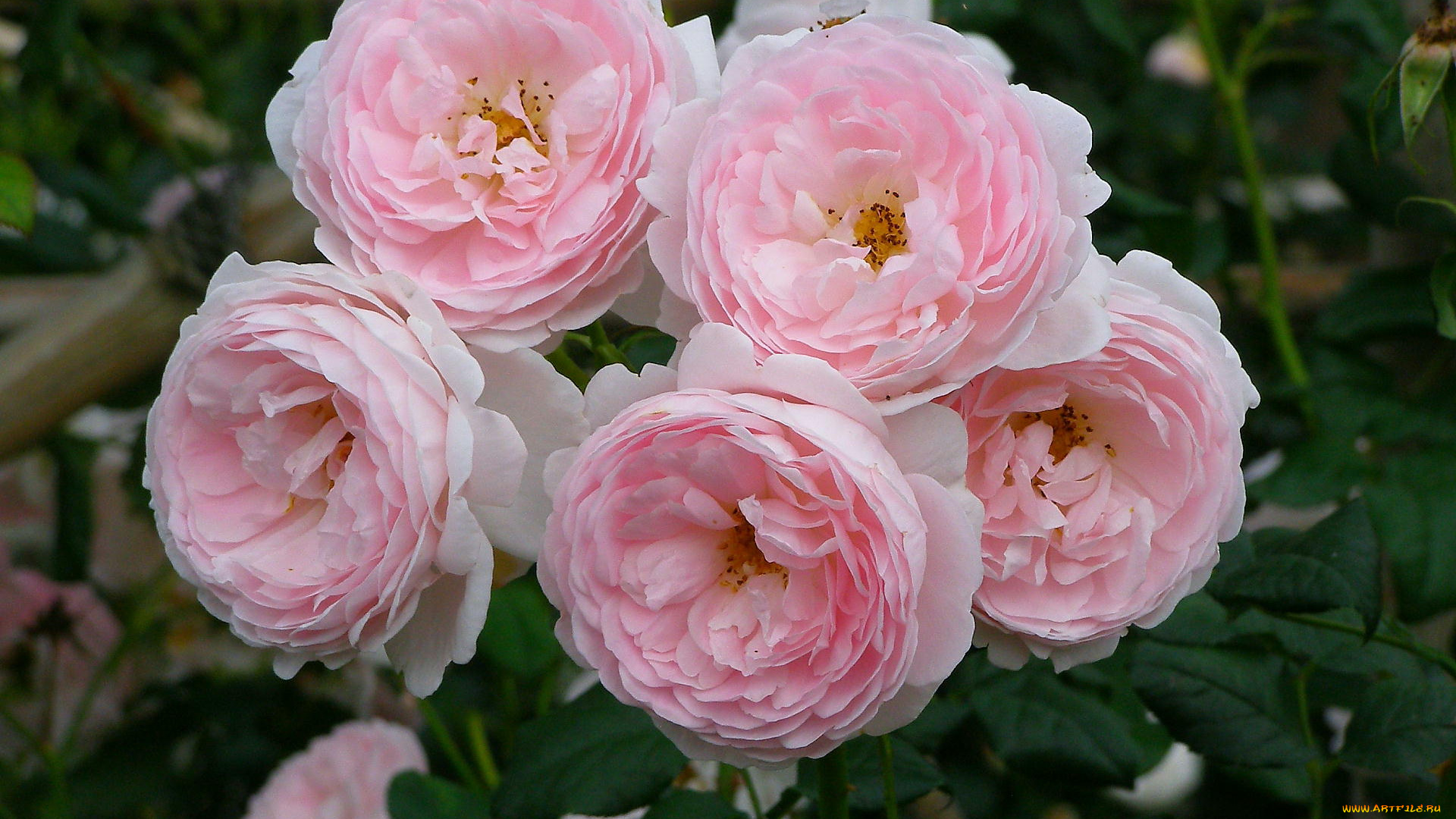 цветы, розы