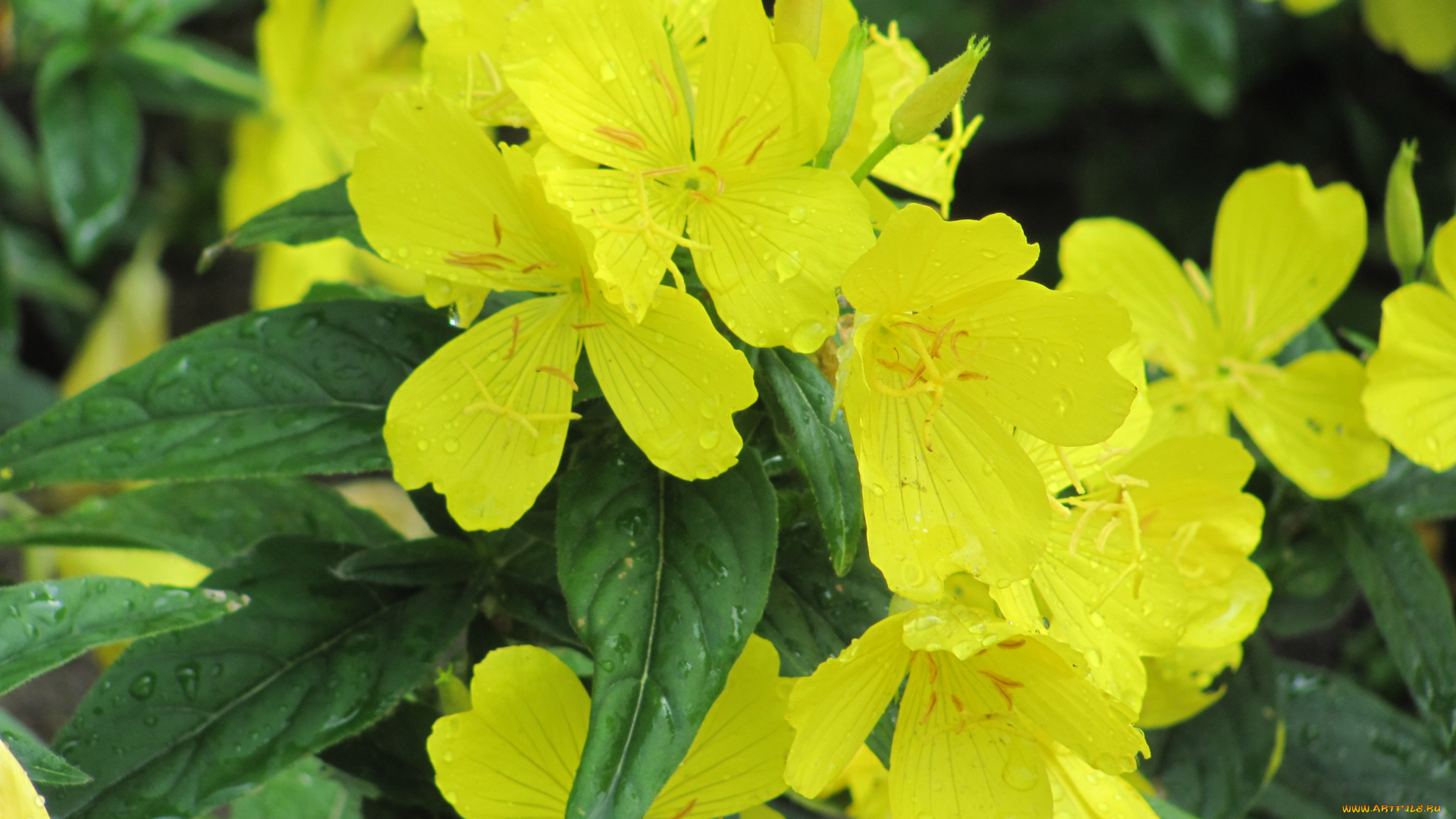 цветы, желтые, капли, дождя