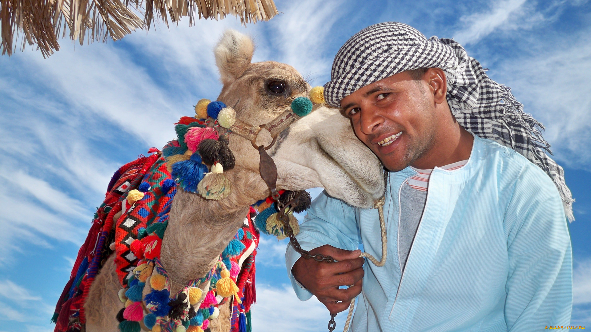 мужчины, unsort, араб, верблюд
