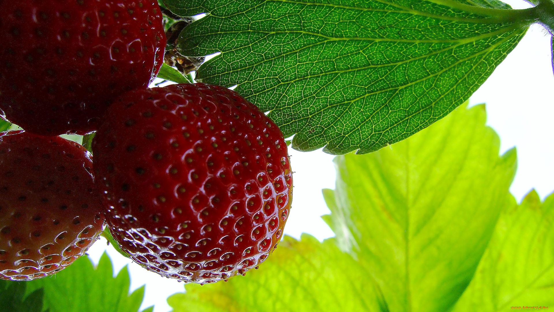 природа, Ягоды, клубника