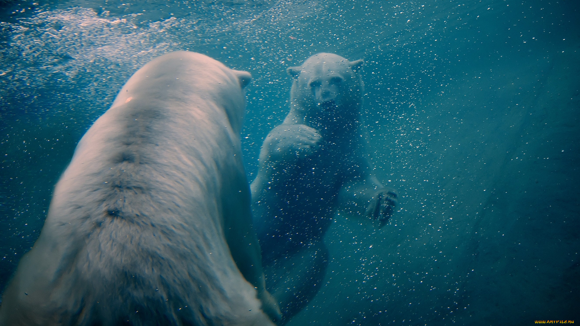 животные, медведи, плавание