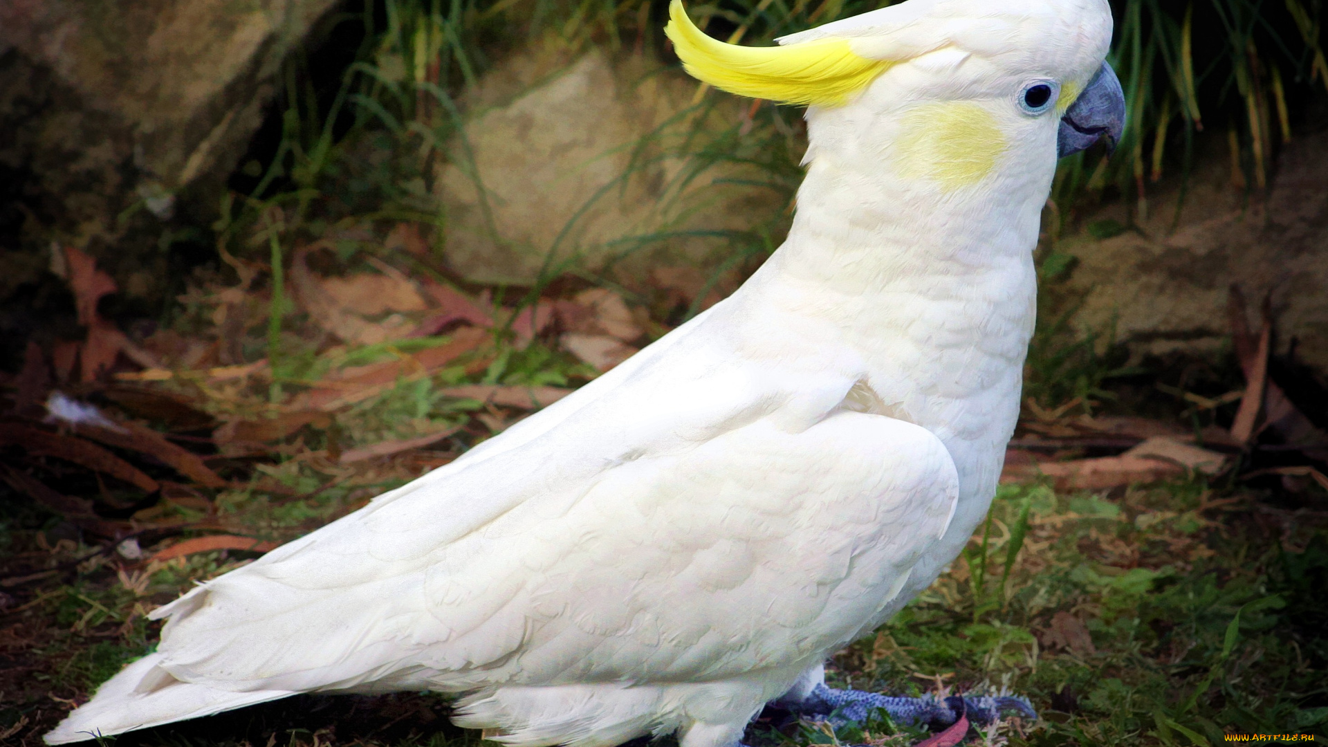 животные, попугаи, белый, хохолок