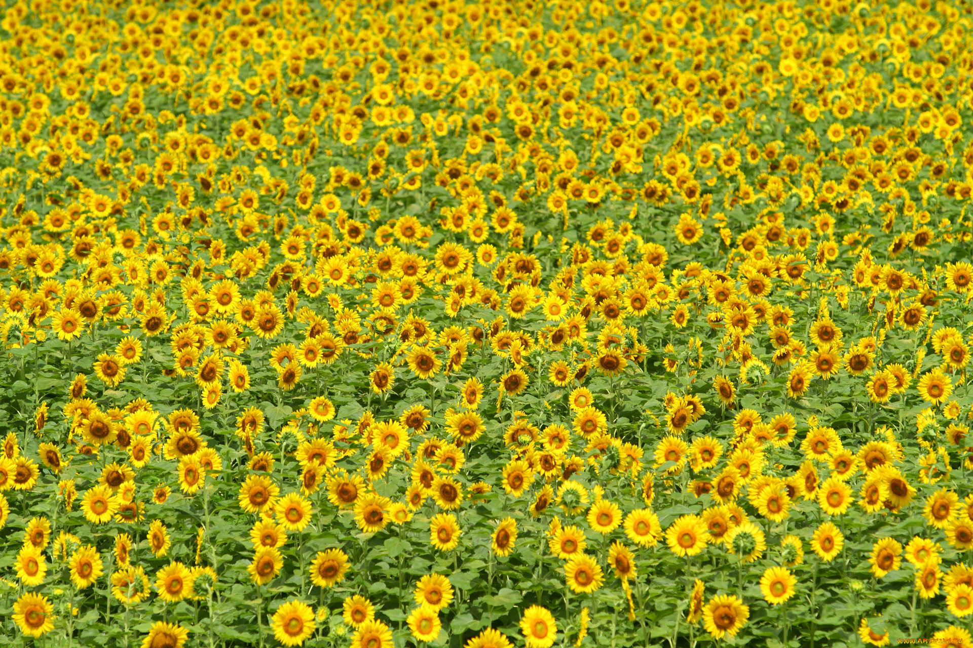 цветы, подсолнухи