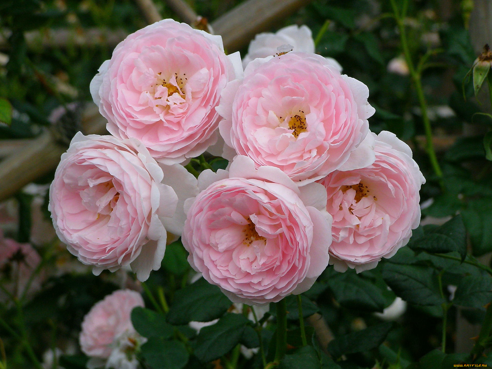 цветы, розы