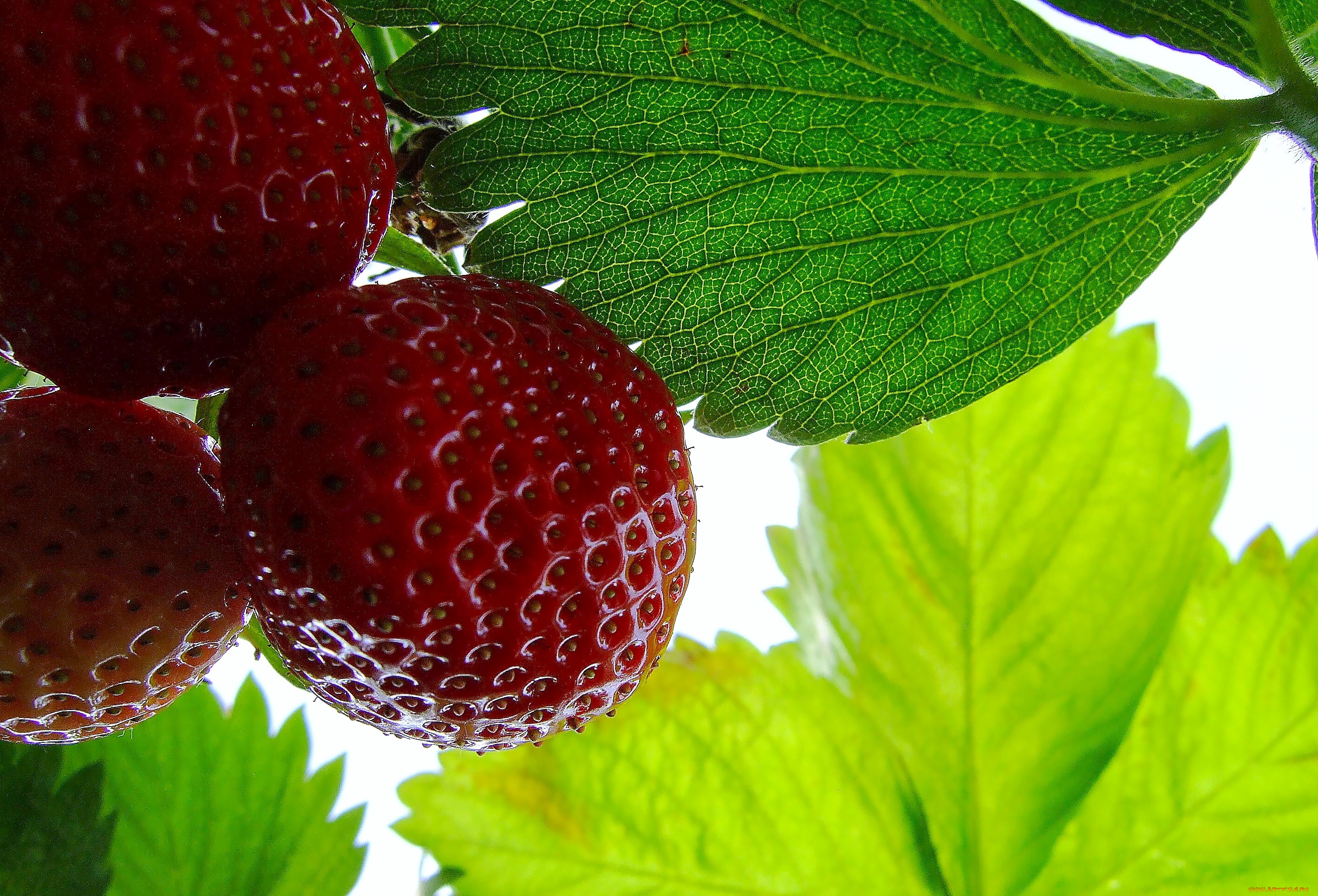 природа, Ягоды, клубника