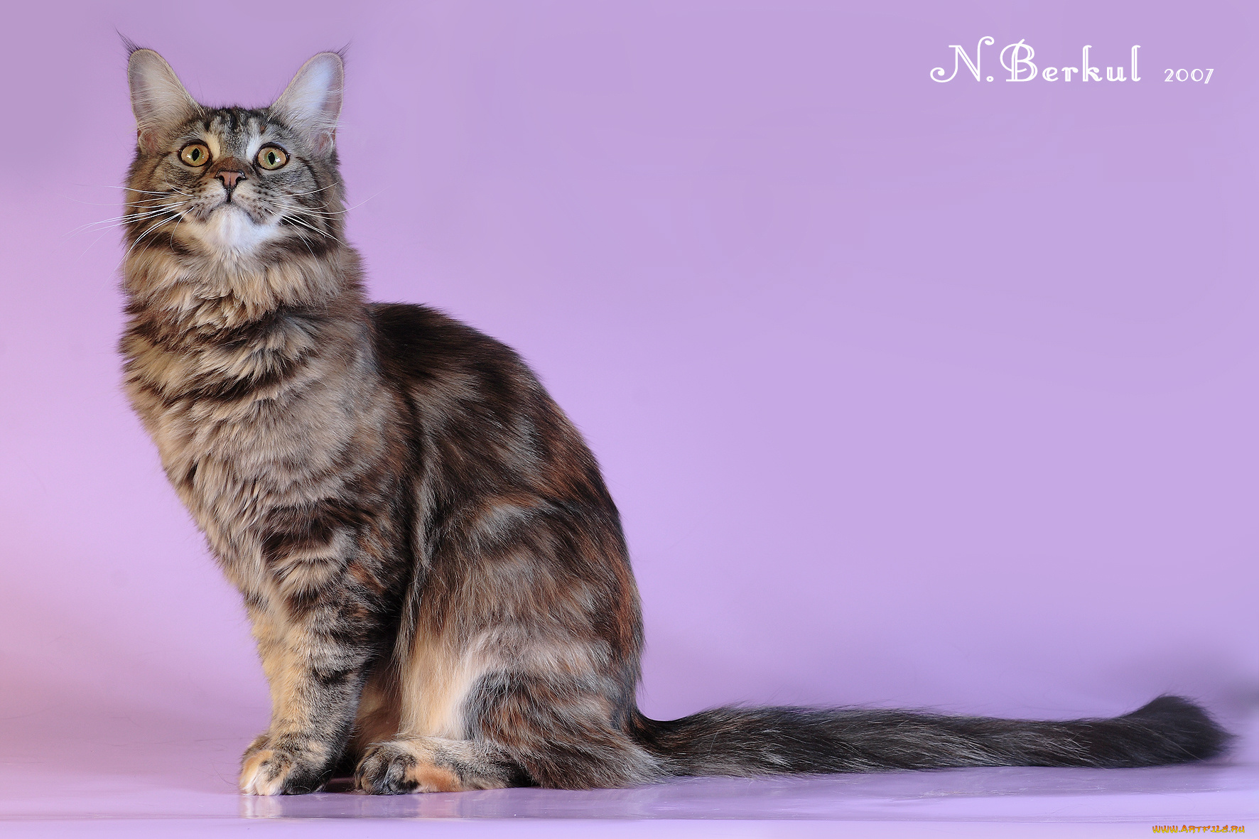 животные, коты, мейн-кун