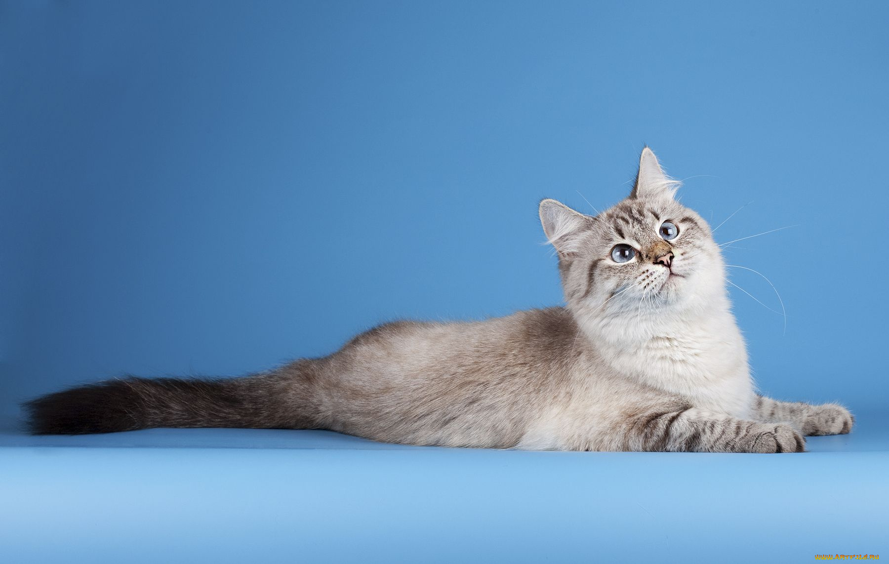 животные, коты, cat