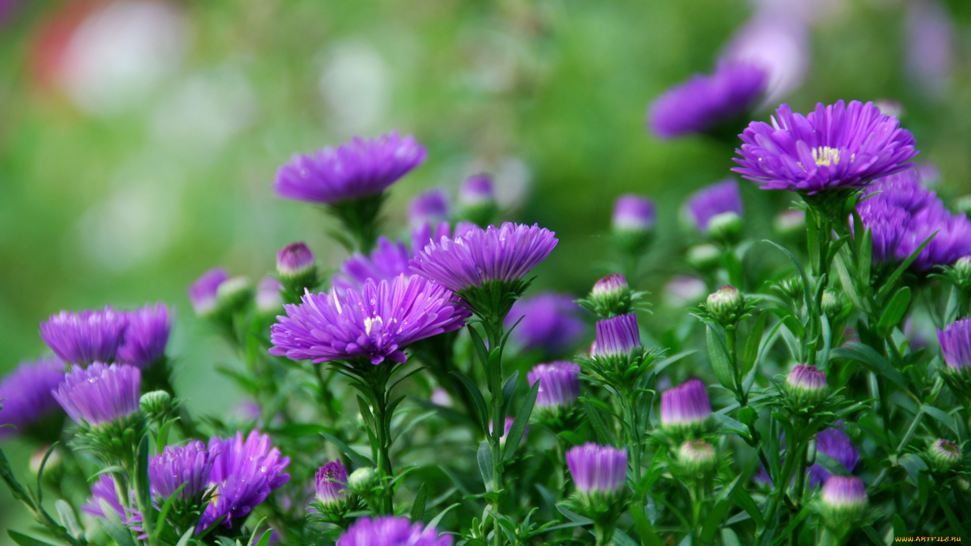 цветы, астры, фиолетовый