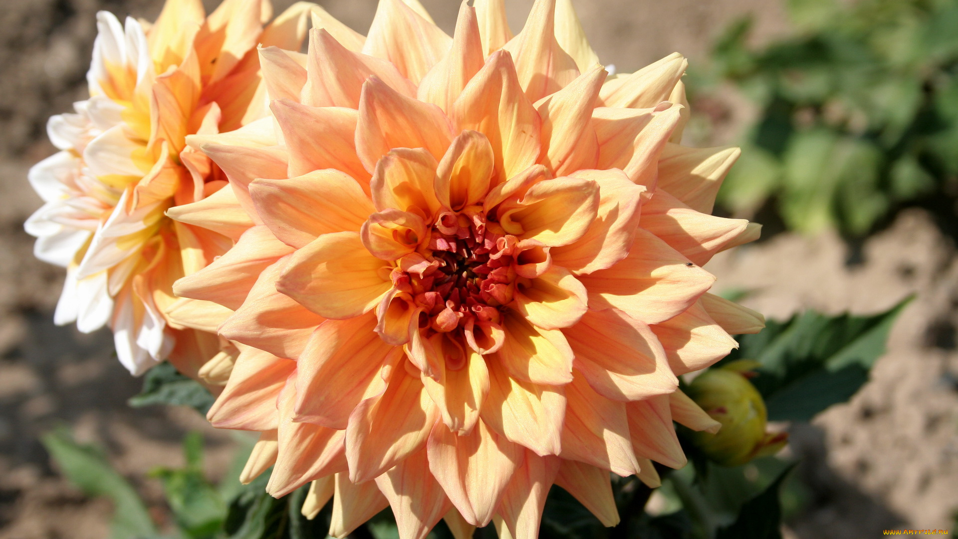 цветы, георгины, георгина, кремовая