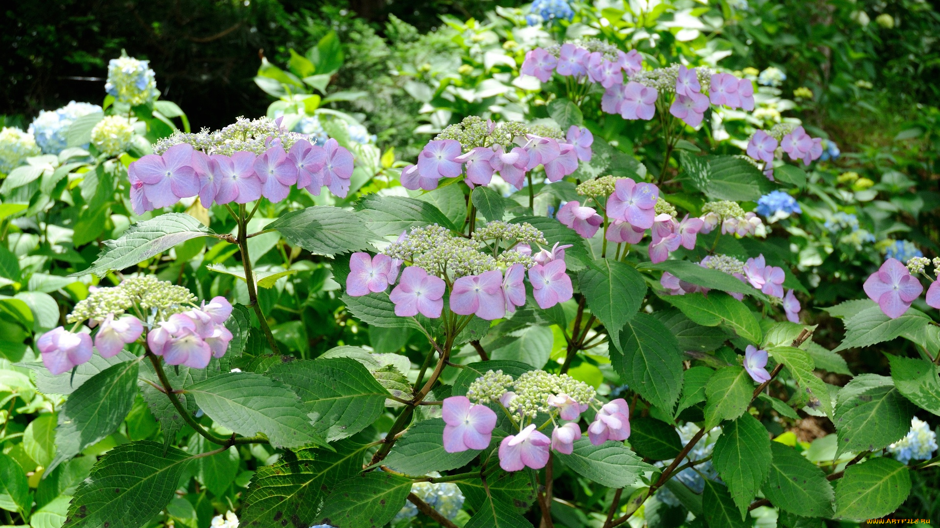 цветы, гортензия, листья