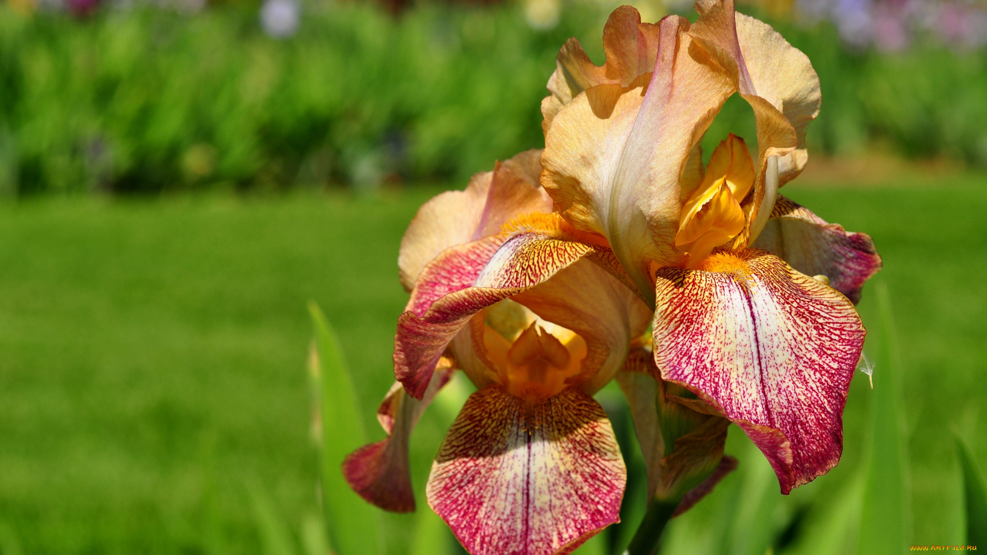 цветы, ирисы, лепестки