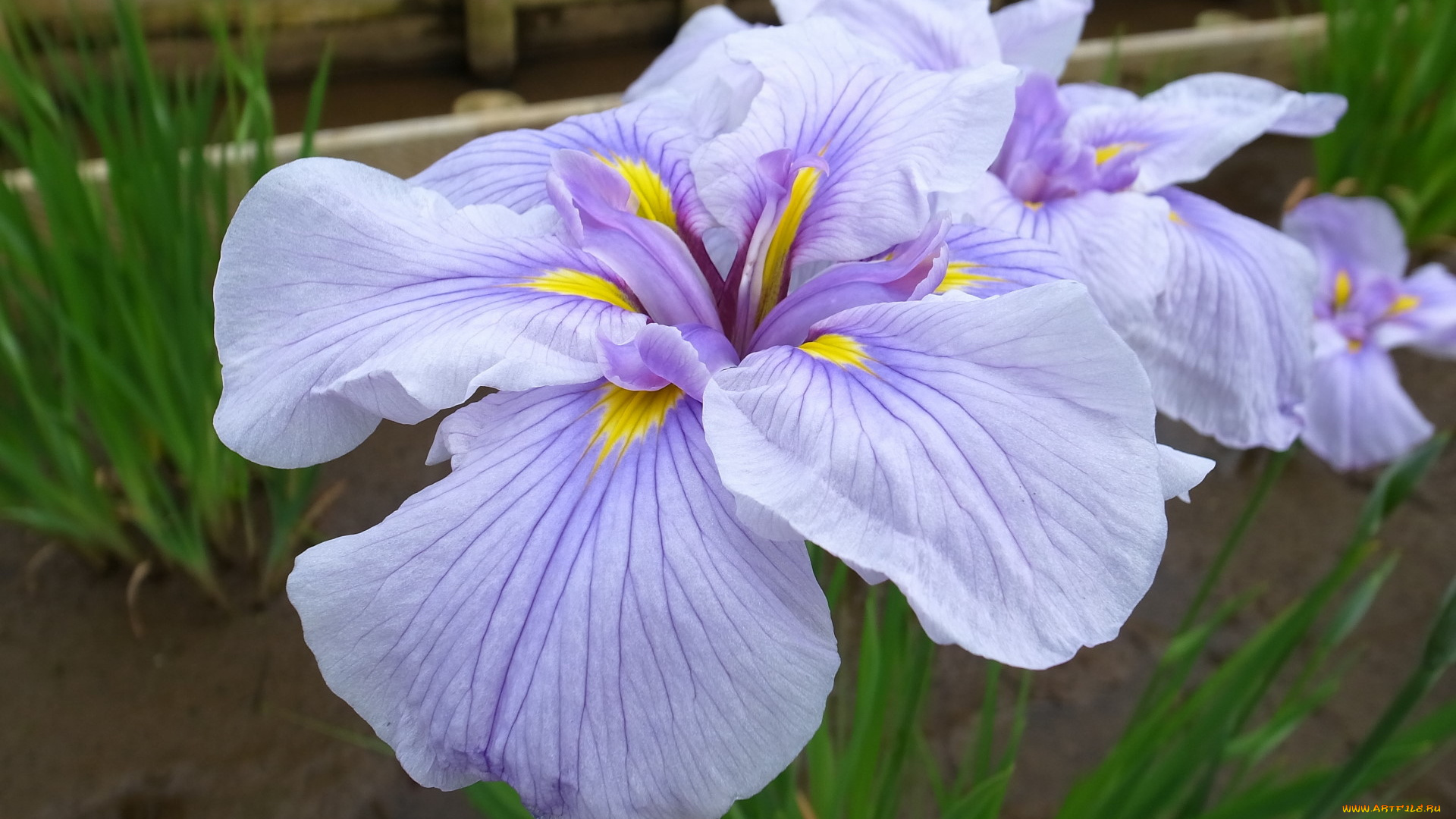 цветы, ирисы, сиреневый