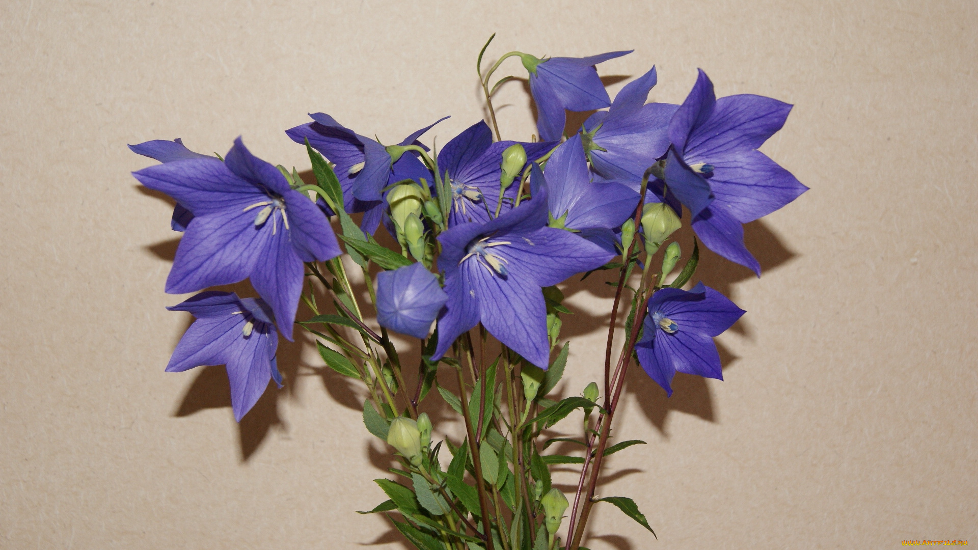 цветы, колокольчики, ваза, букет