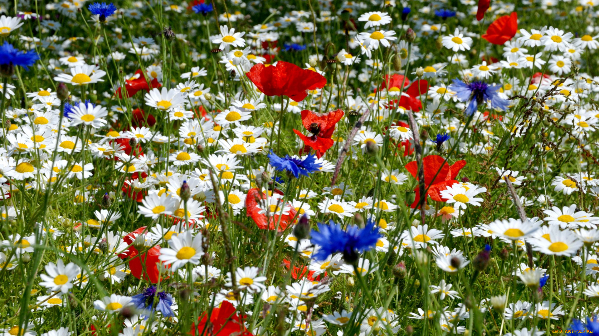 цветы, луговые, полевые, луг, васильки, маки, ромашки