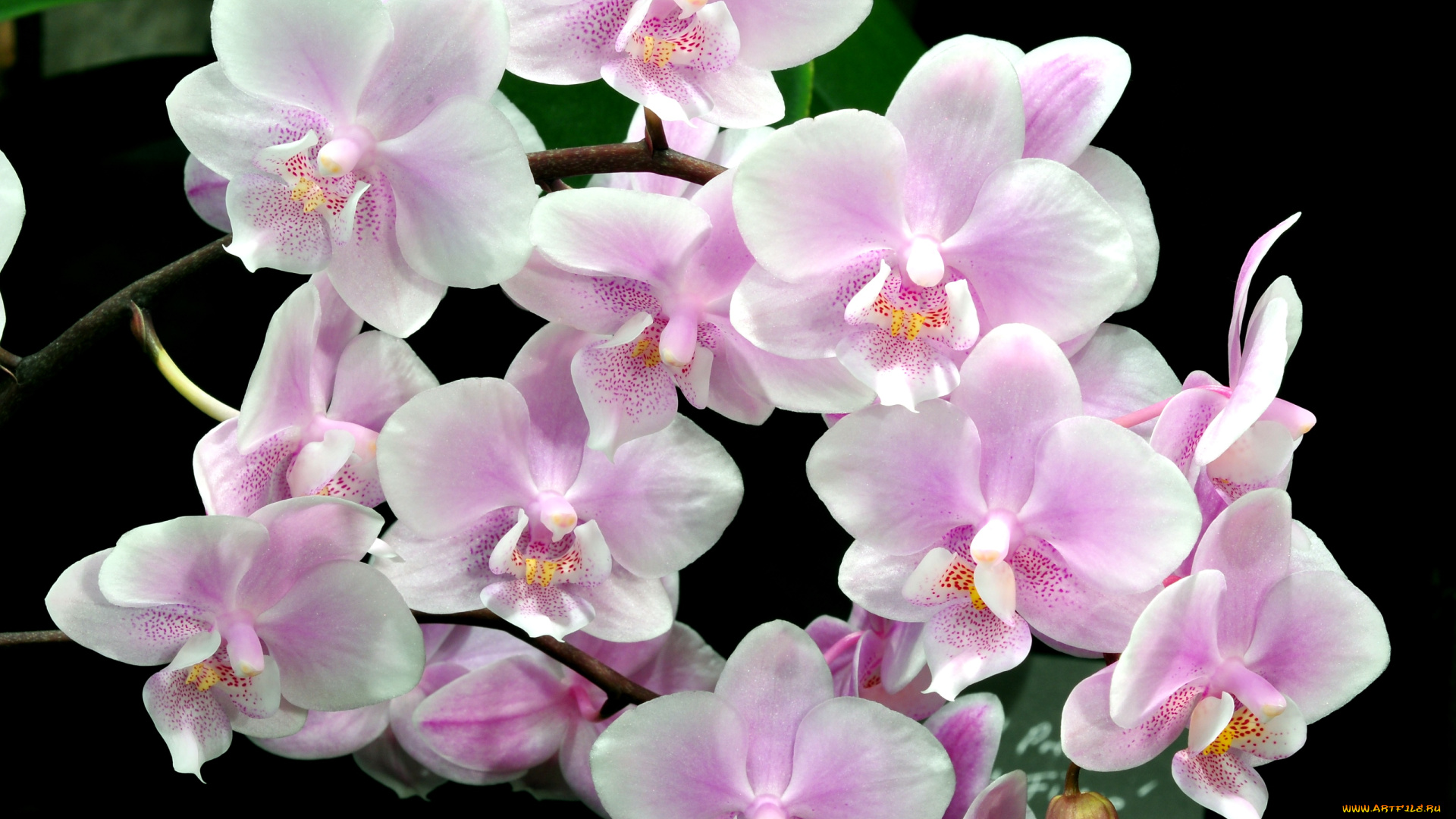 цветы, орхидеи, ветки, розовый