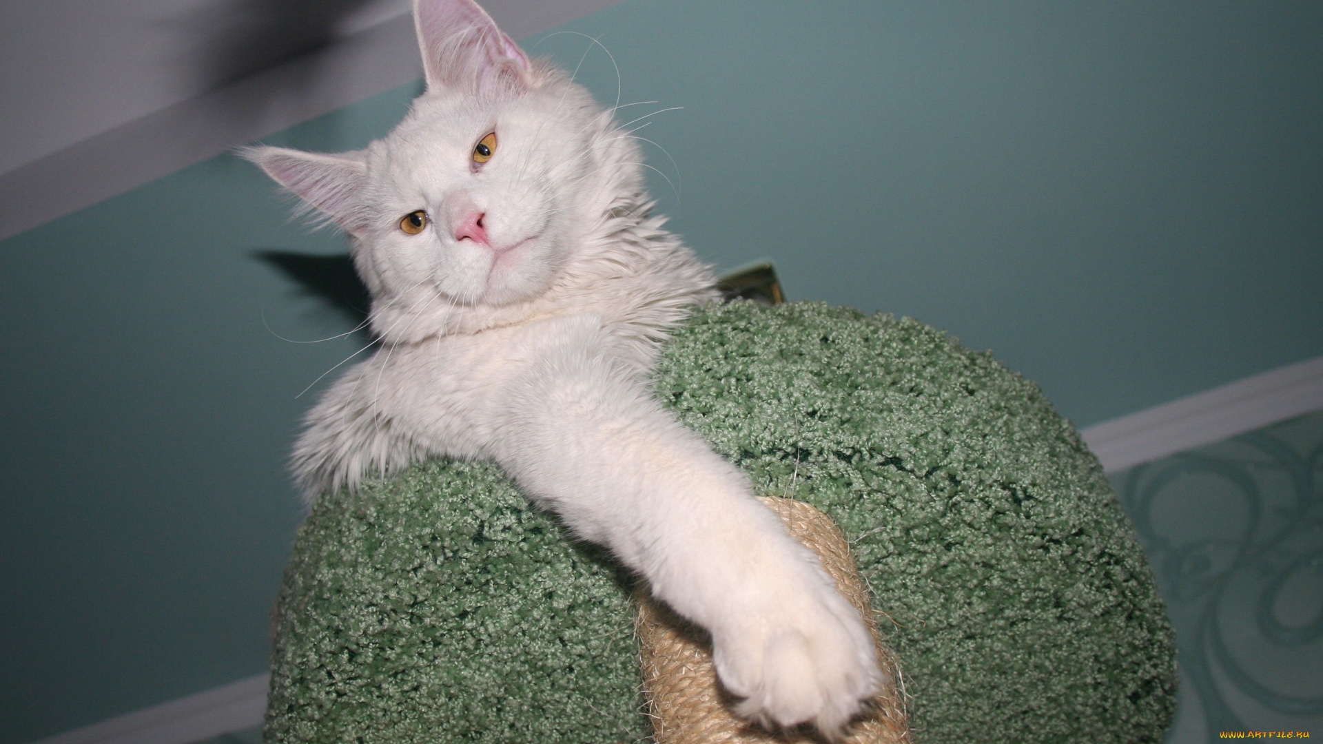 животные, коты, мейн-кун