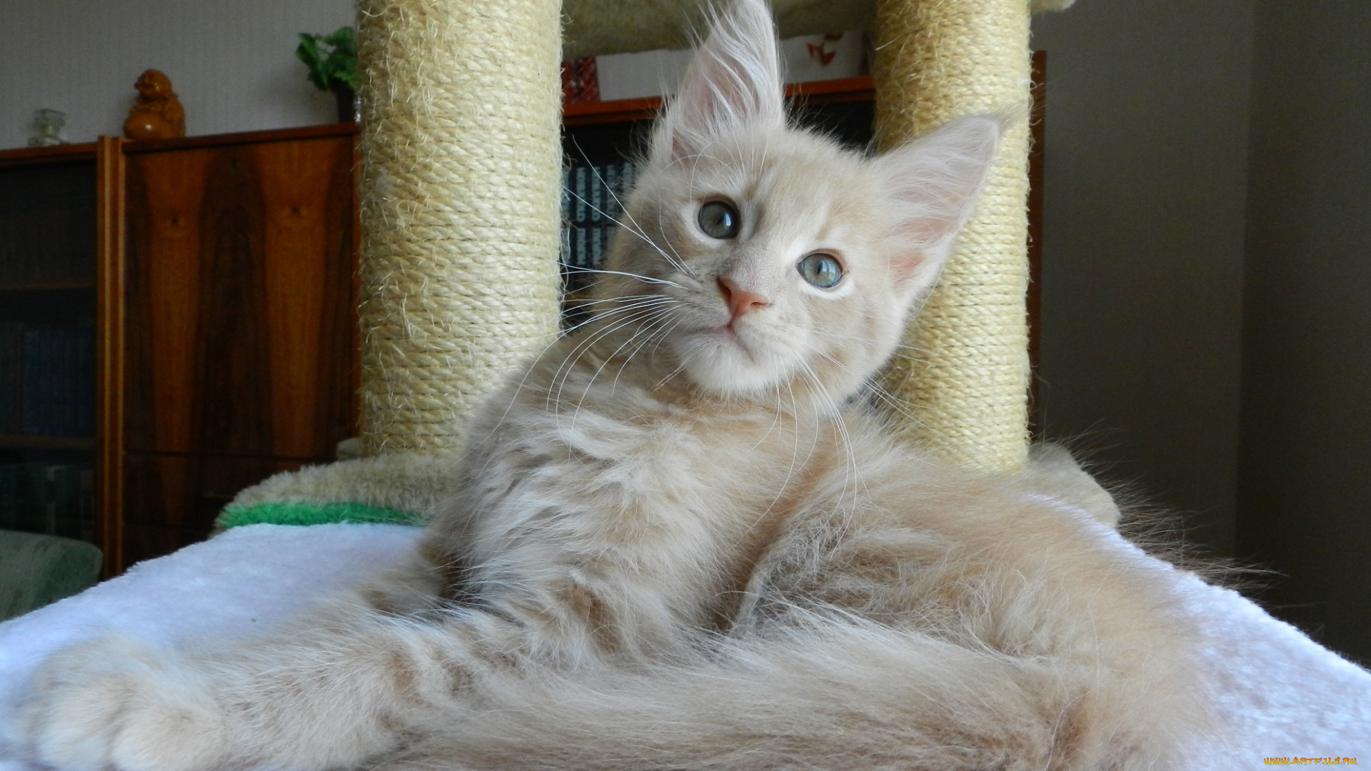 животные, коты, мейн-кун