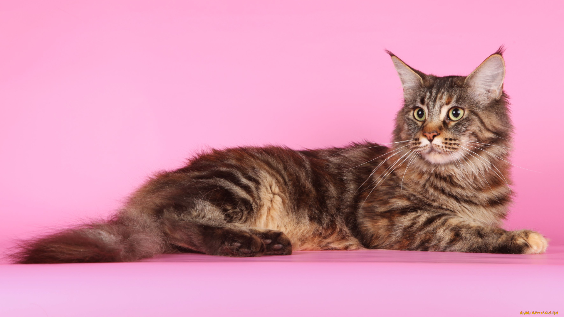 животные, коты, мейн-кун