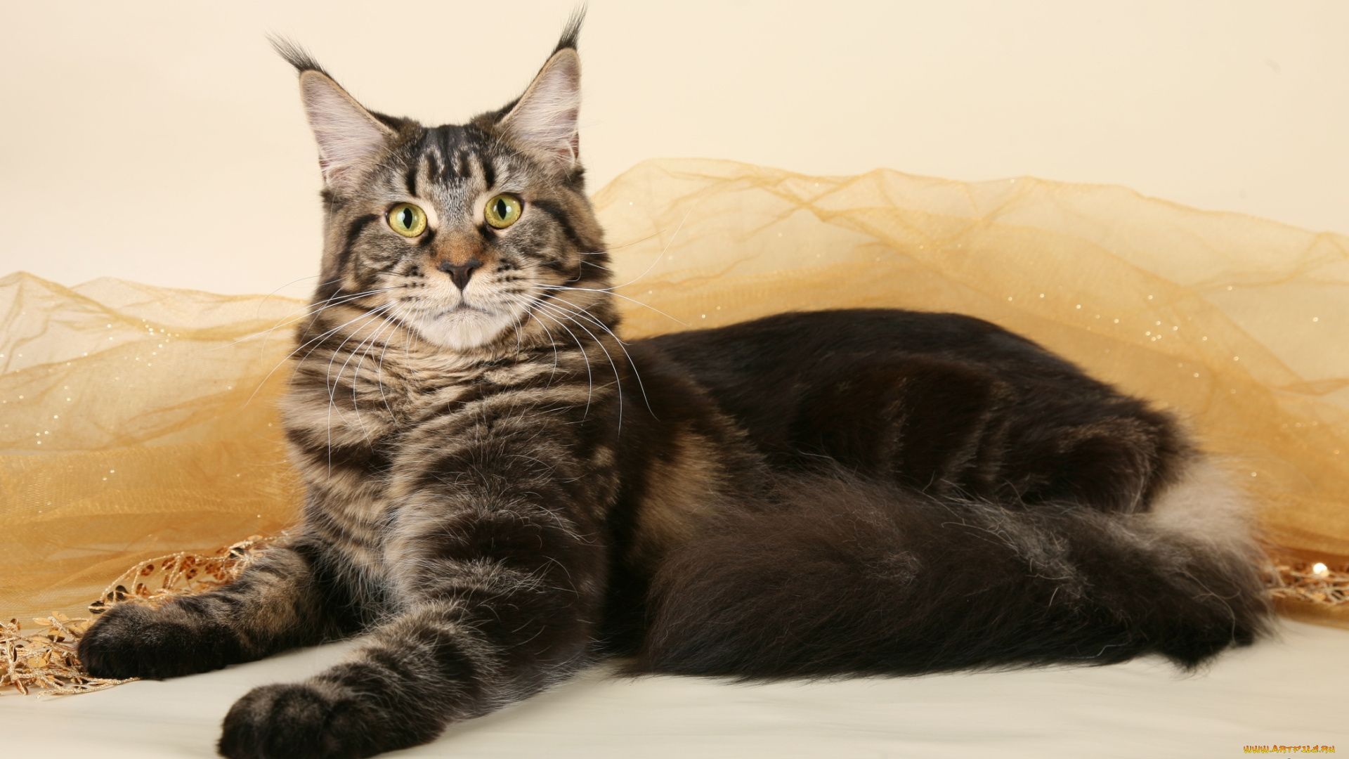 животные, коты, мейн-кун