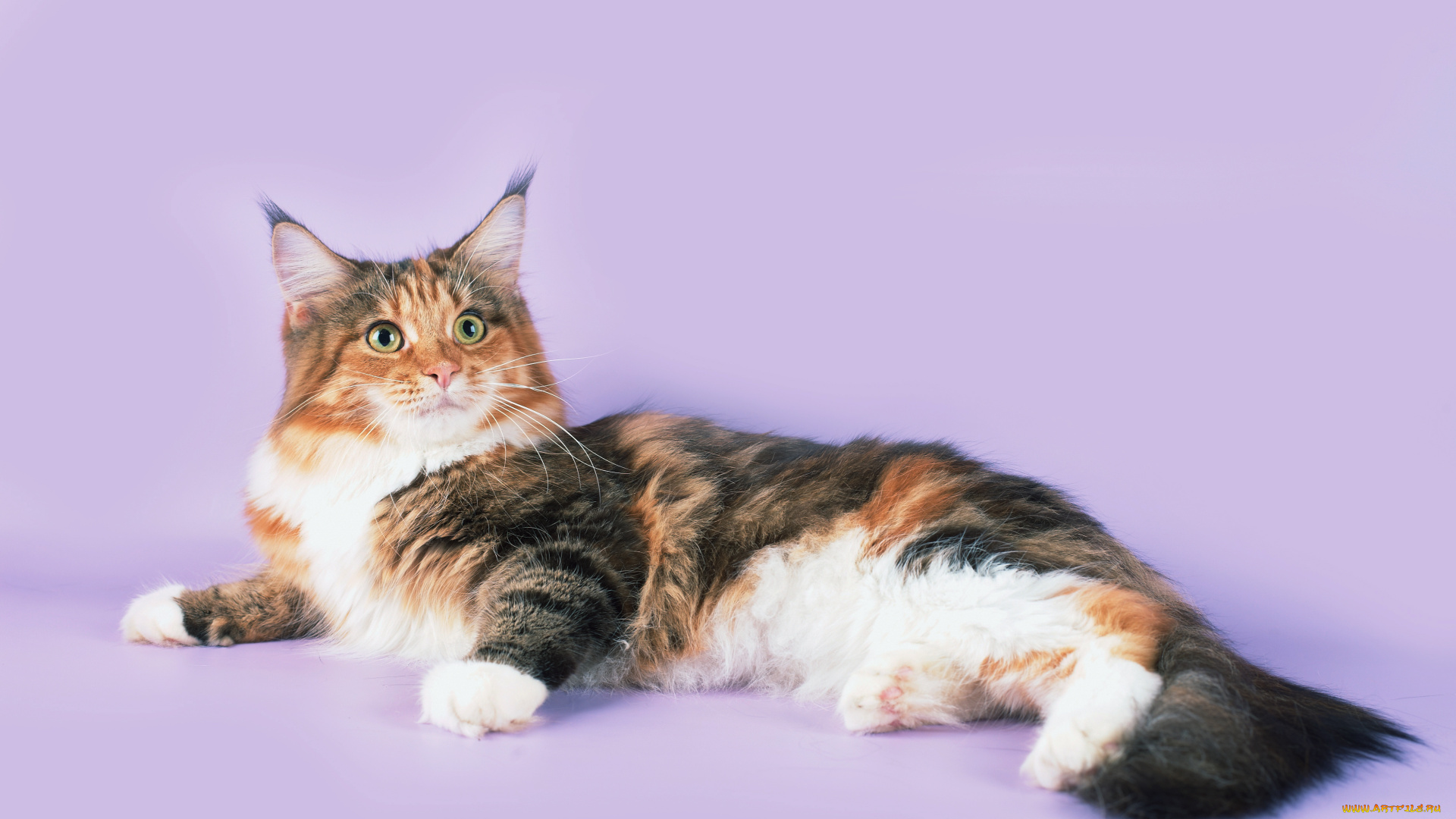 животные, коты, мейн-кун