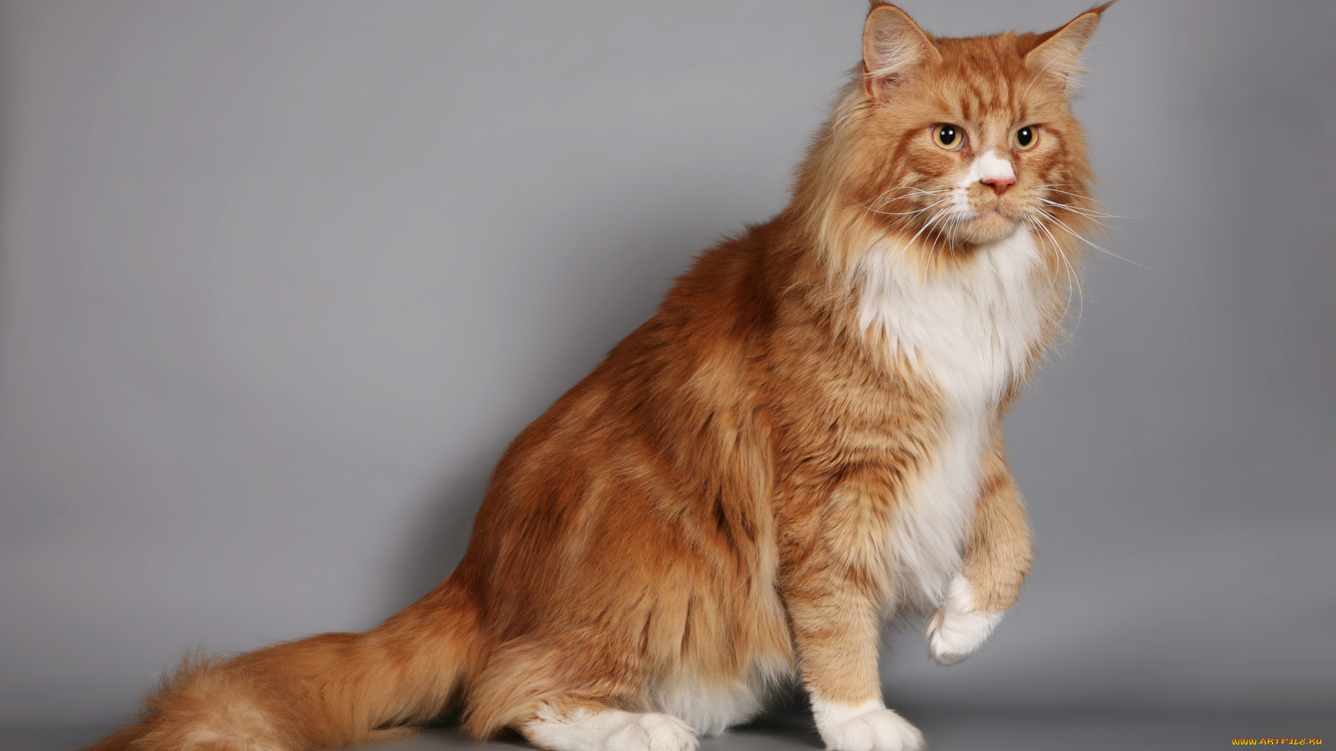 животные, коты, мейн-кун, рыжий