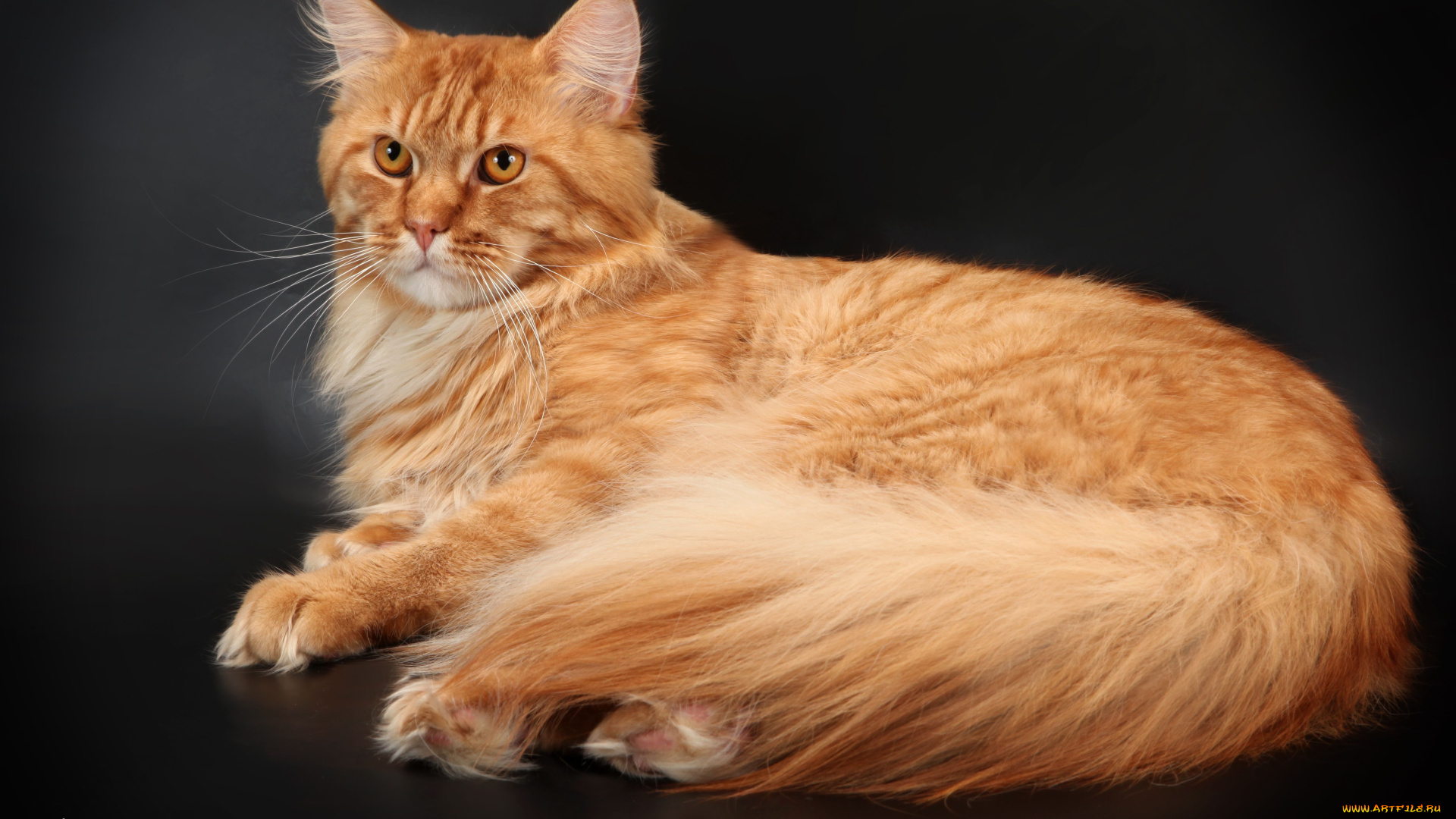 животные, коты, мейн-кун, рыжий