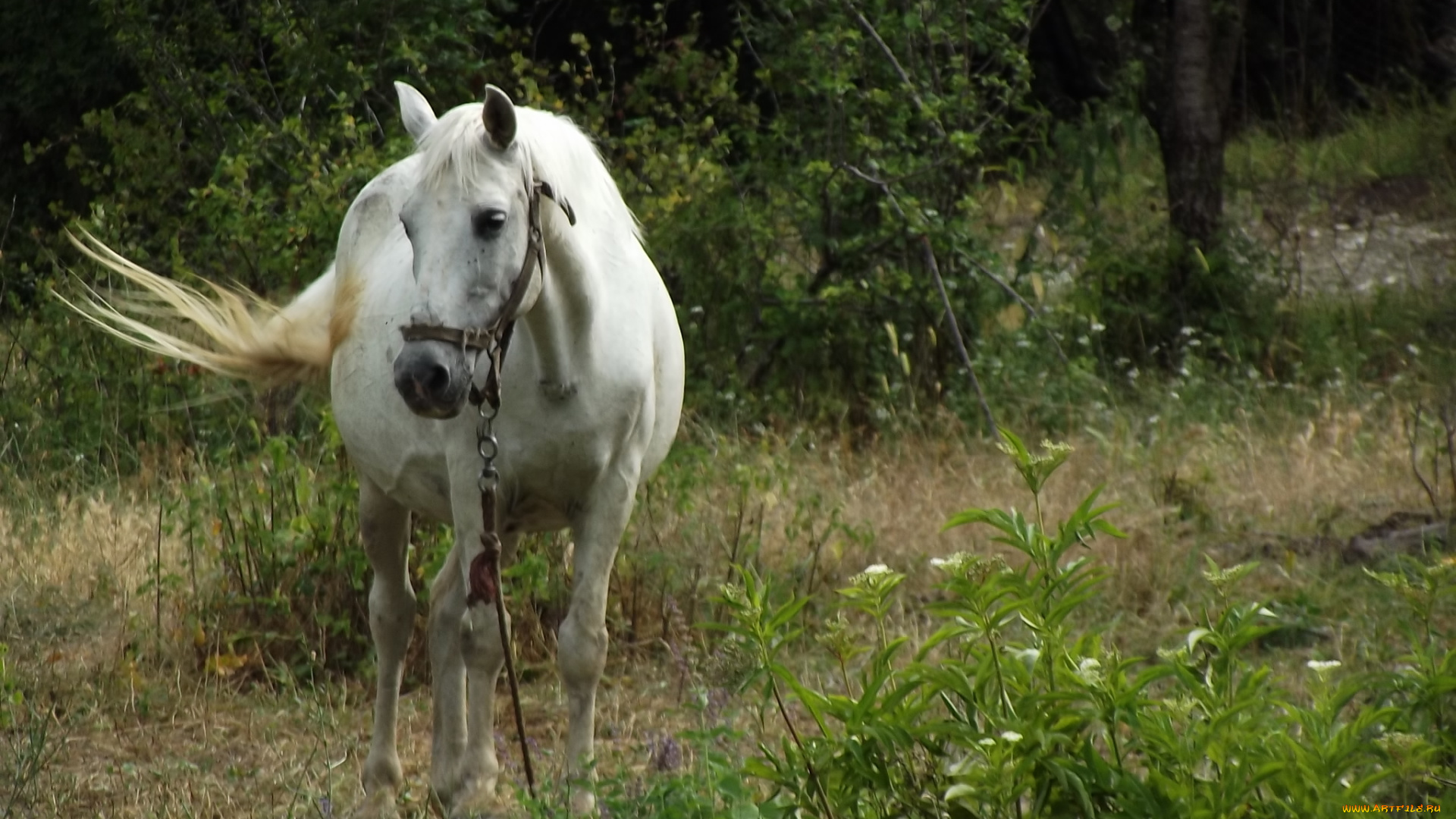 животные, лошади, лошадь, белая, зелень
