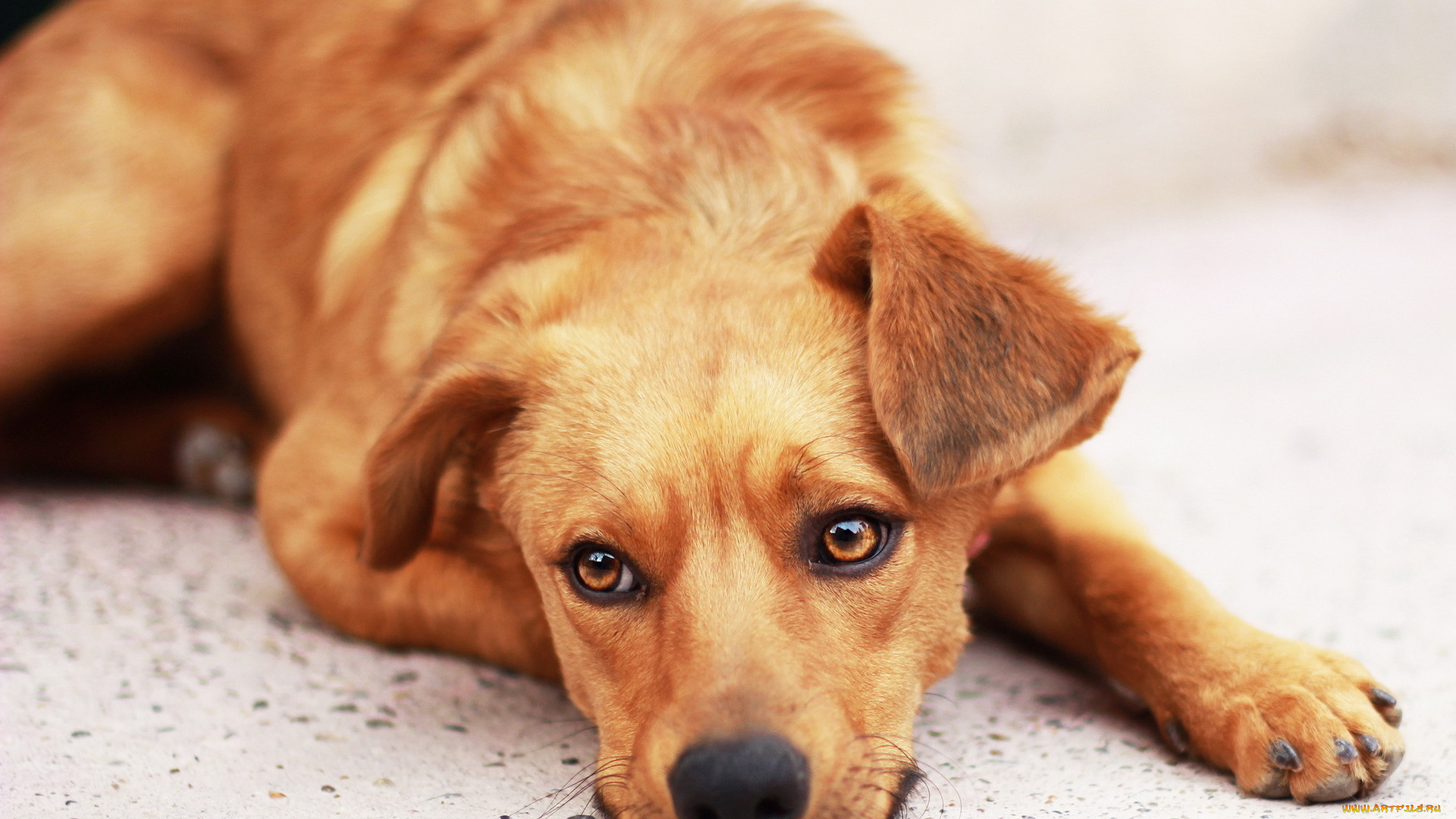 животные, собаки, собака, взгляд, грусть