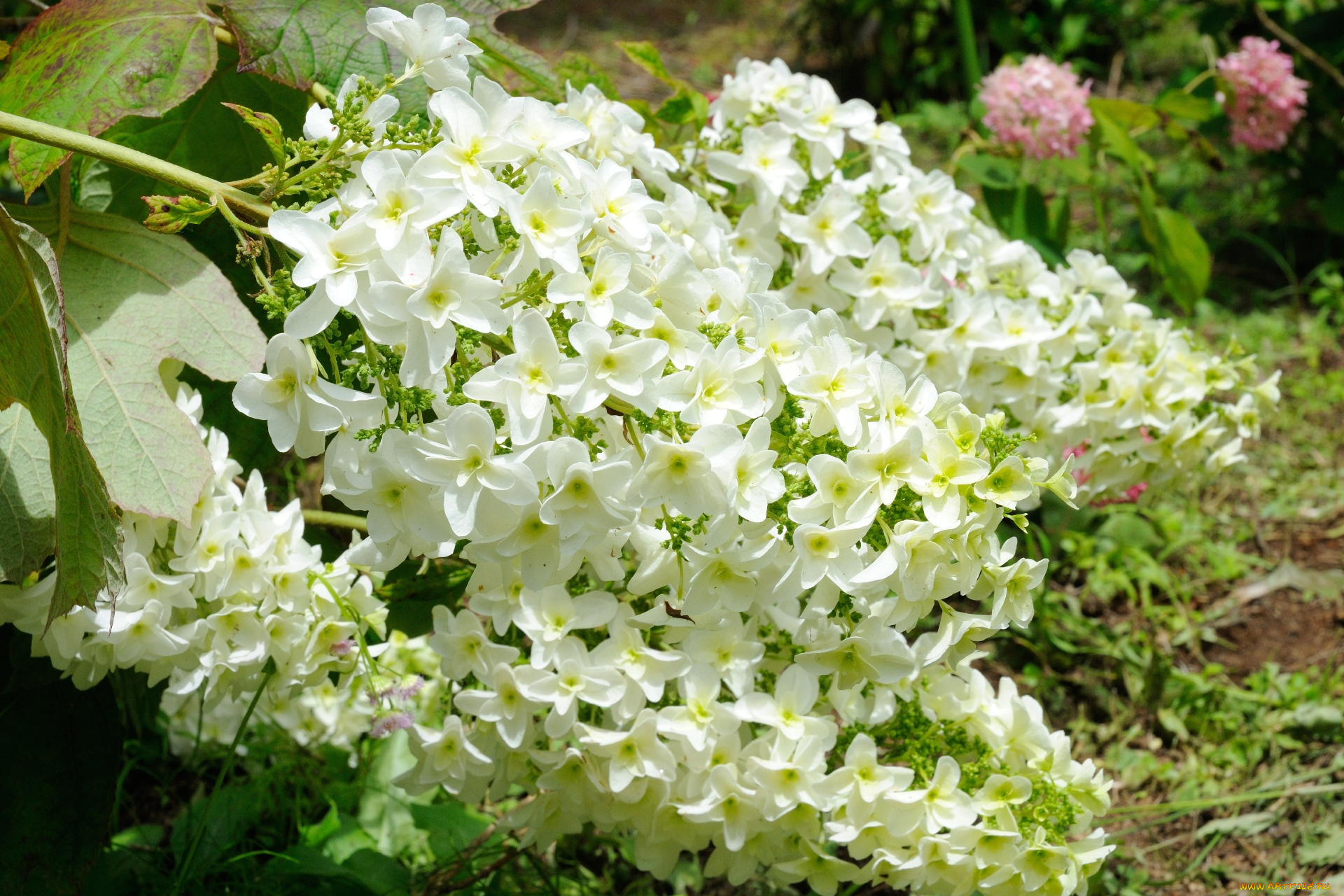 цветы, гортензия, лепестки