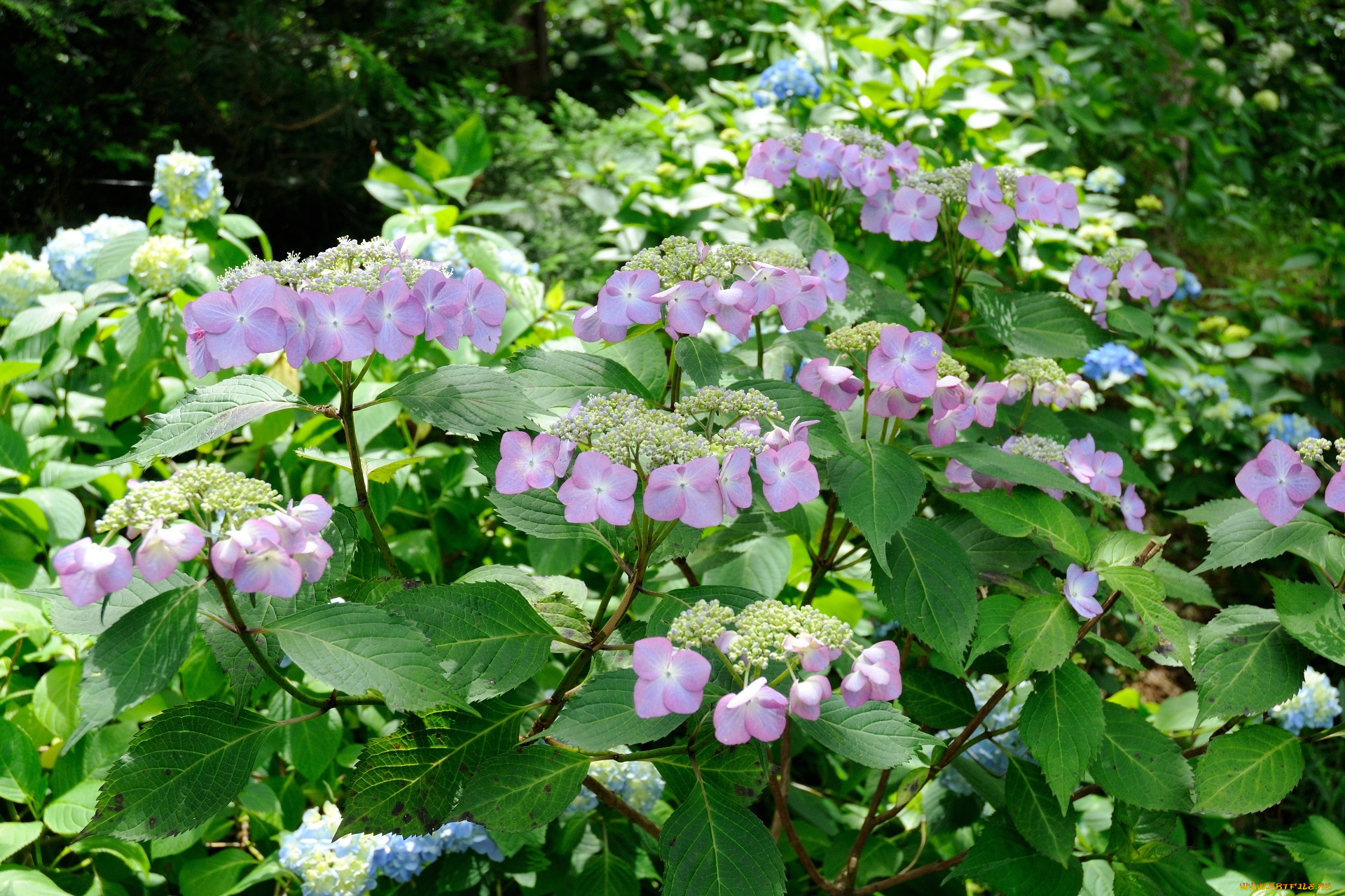 цветы, гортензия, листья