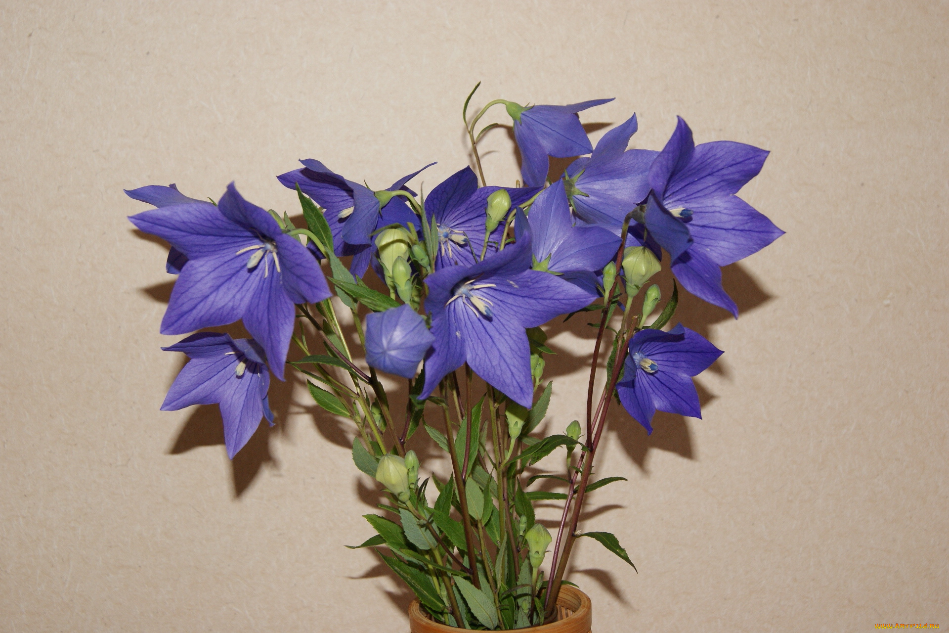 цветы, колокольчики, ваза, букет