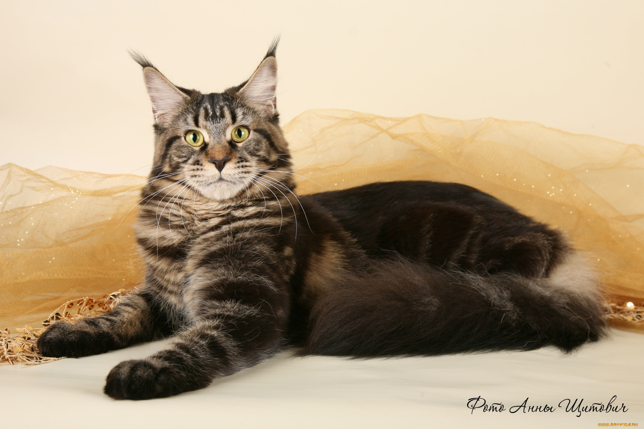 животные, коты, мейн-кун