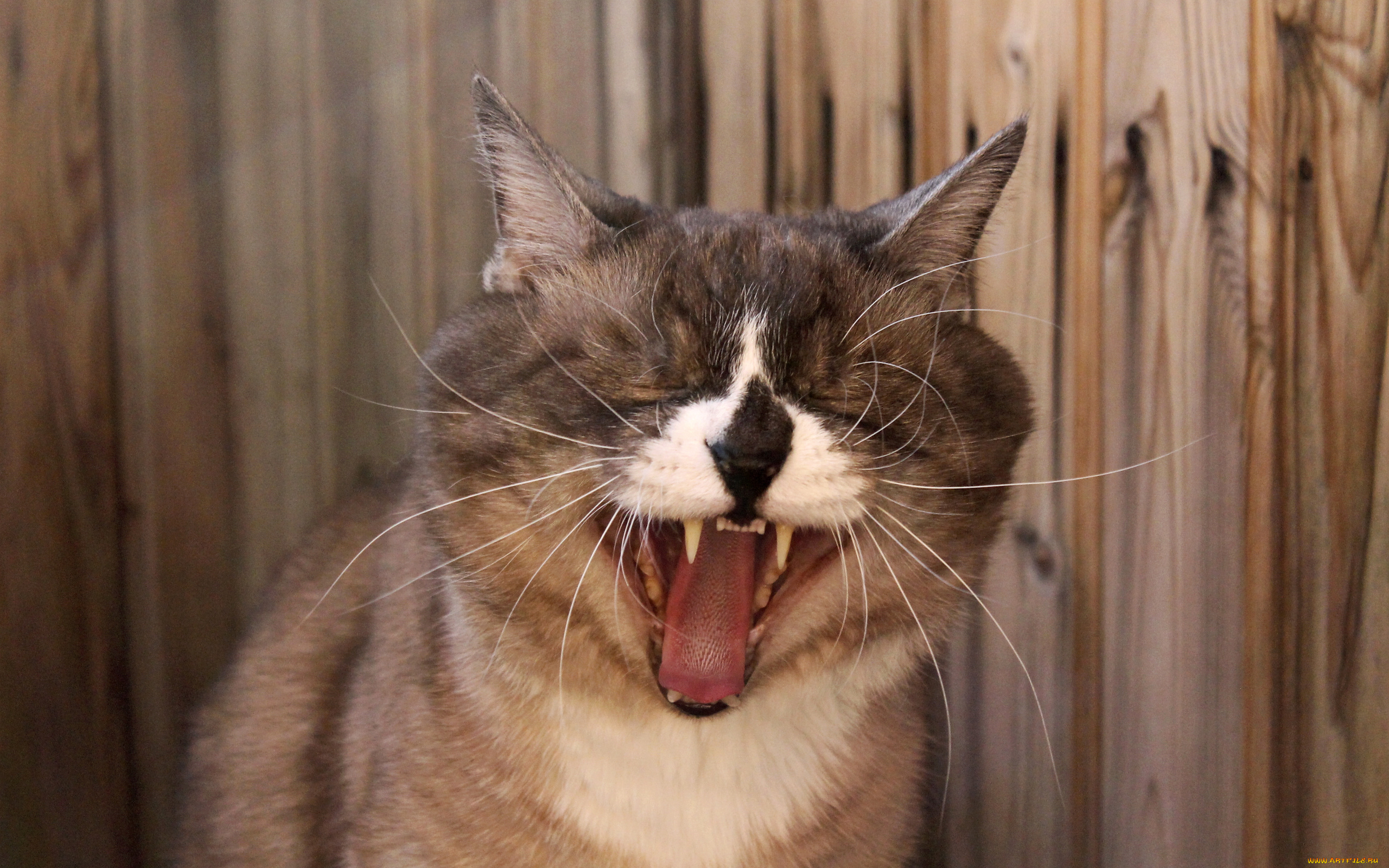 животные, коты, орет, котяра