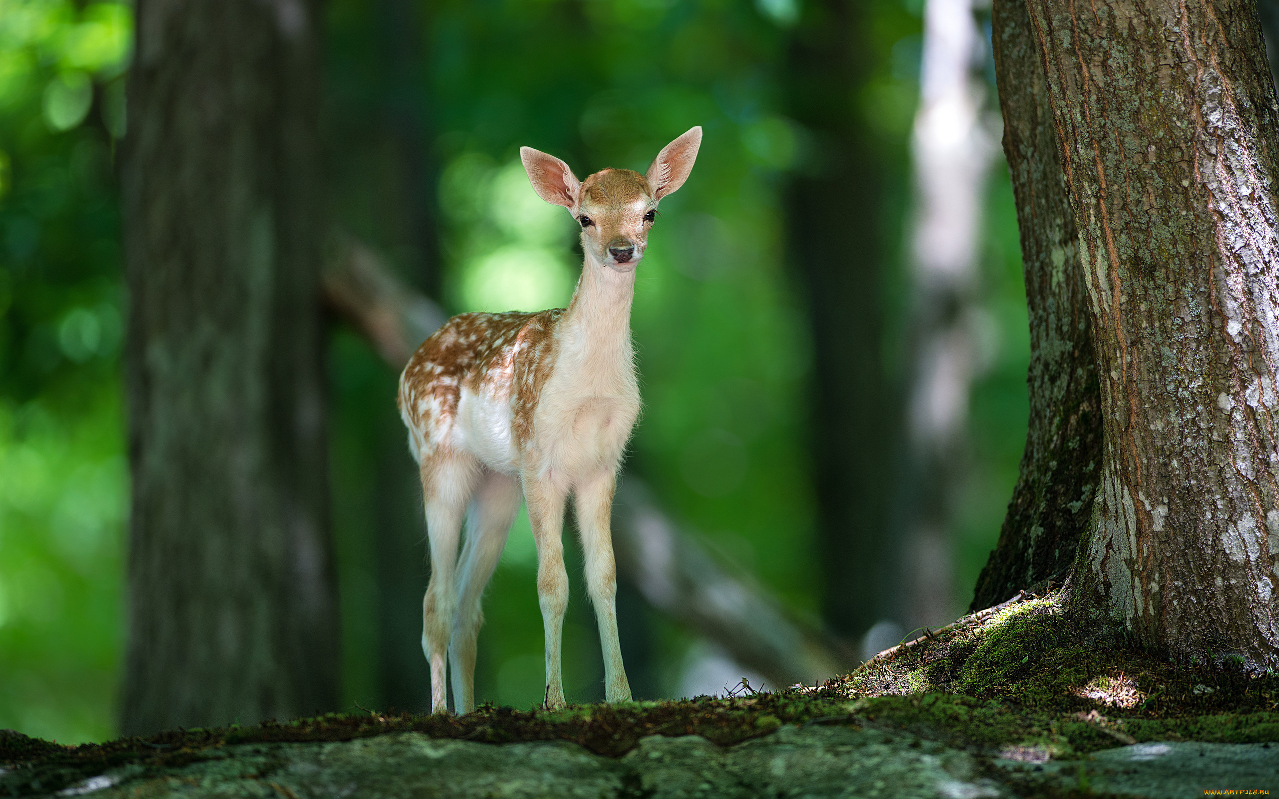 животные, олени, пятнистый, олененок, деревья, лес